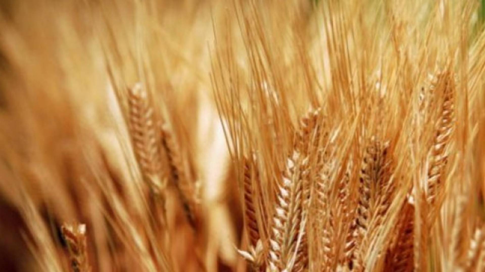 "الزراعة" تتسلم 183 طن شعير علفي وبذار منذ بداية الموسم