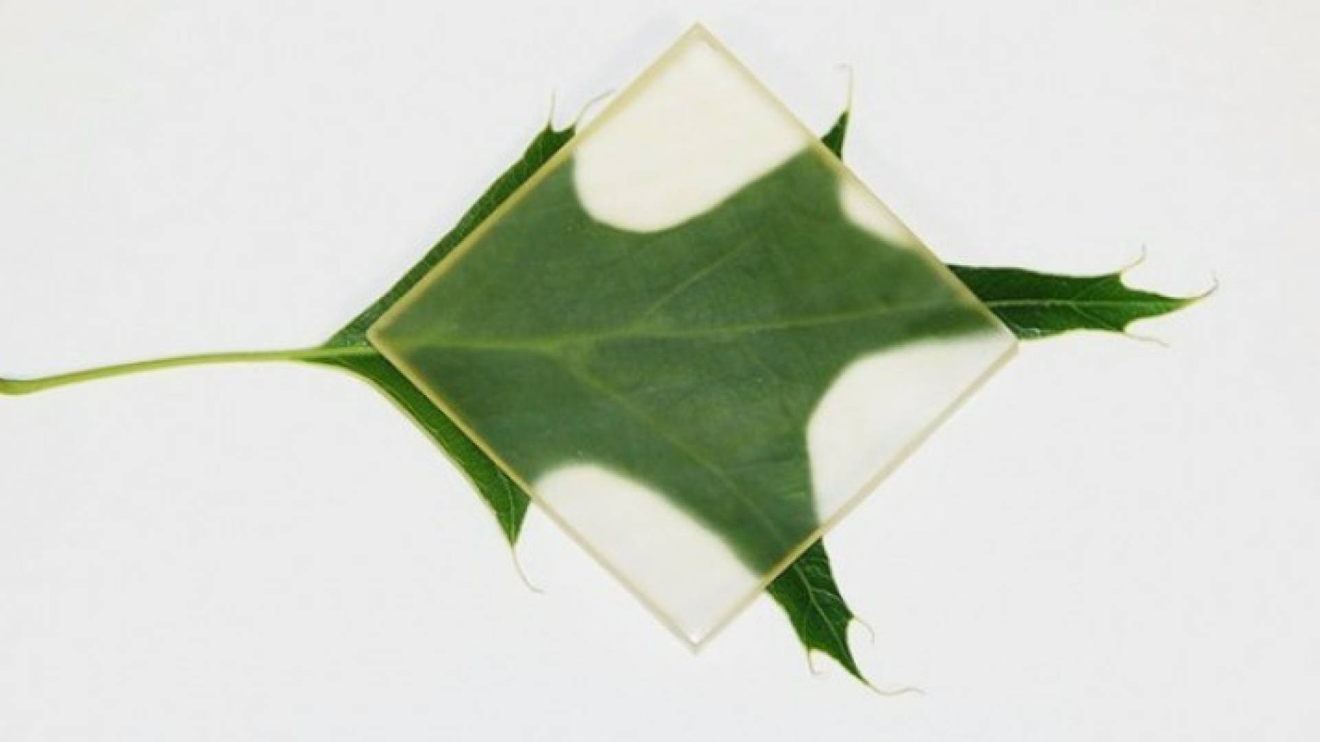 خشب شفاف سيحدث ثورة في عالم البناء في العالم