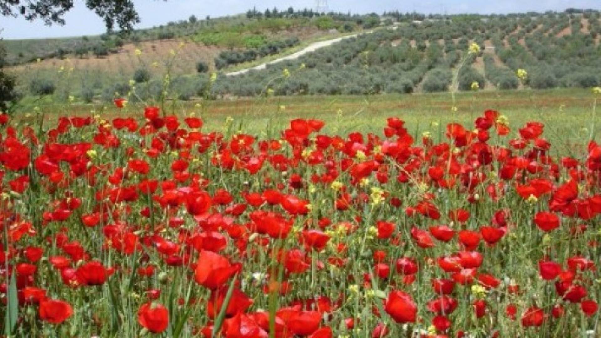 طقس الإثنين: بداية الارتفاع على درجات الحرارة مع استمرار نشاط الرياح