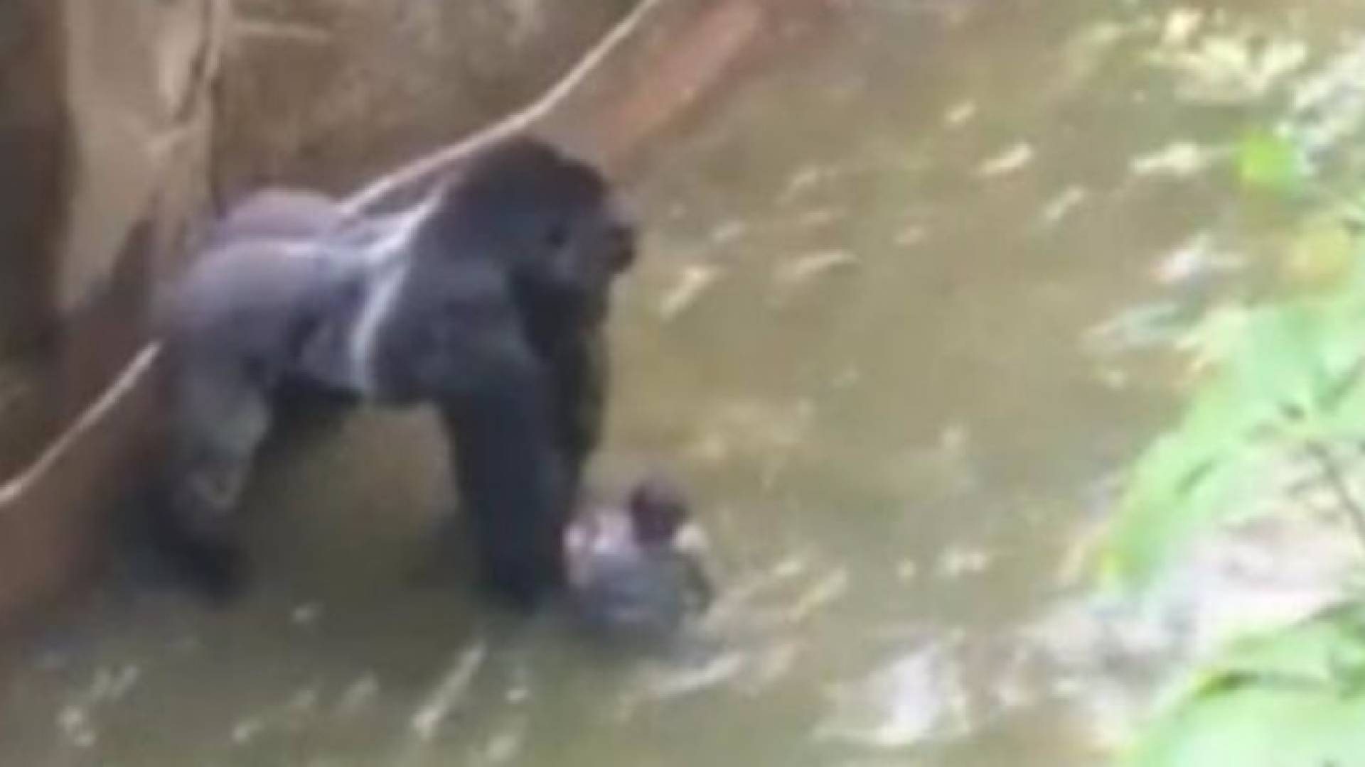 غوريلا يتلقط طفلا انزلق في حديقة حيوان .. فيديو