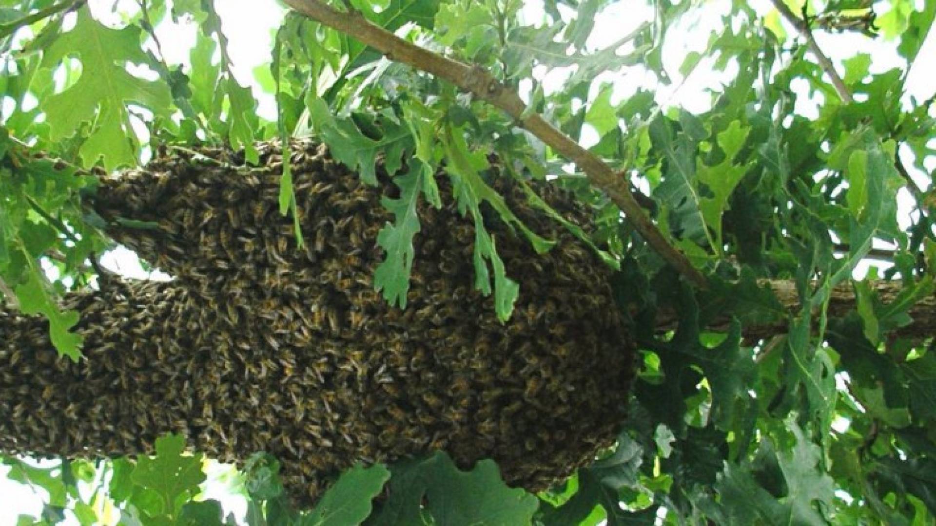 جريمة قتل في أميركا .. الفاعل "النحل"