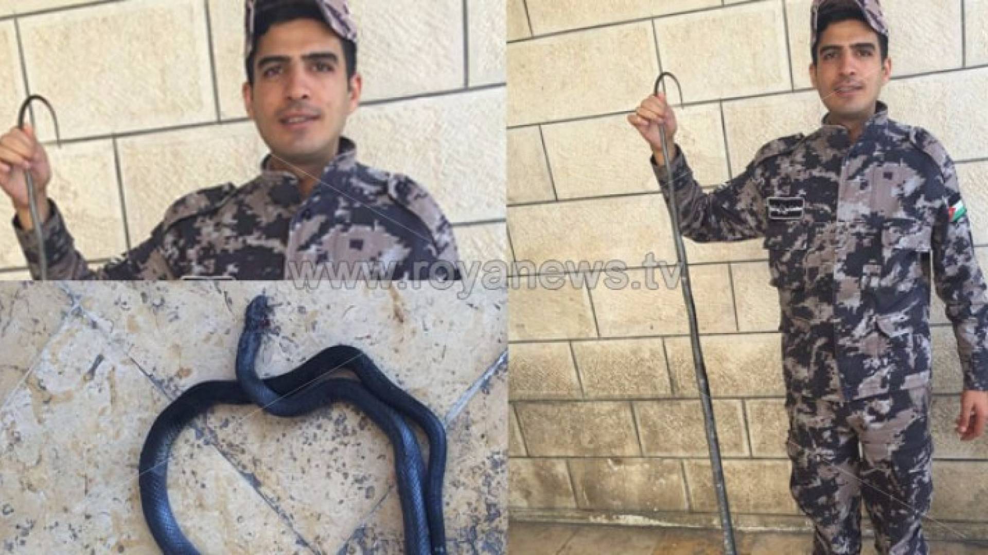 ثعبان يداهم منزلا في الكرك ويستقر بغرفة النوم ..صور