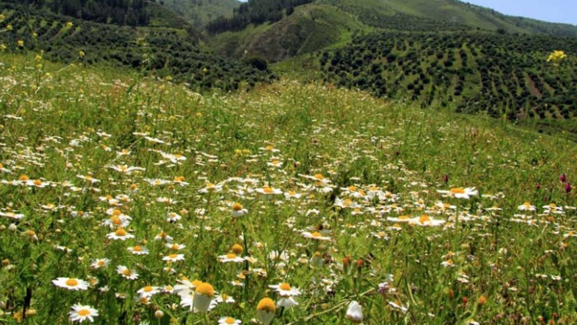 طقس الخميس: انخفاض درجات الحرارة من جديد