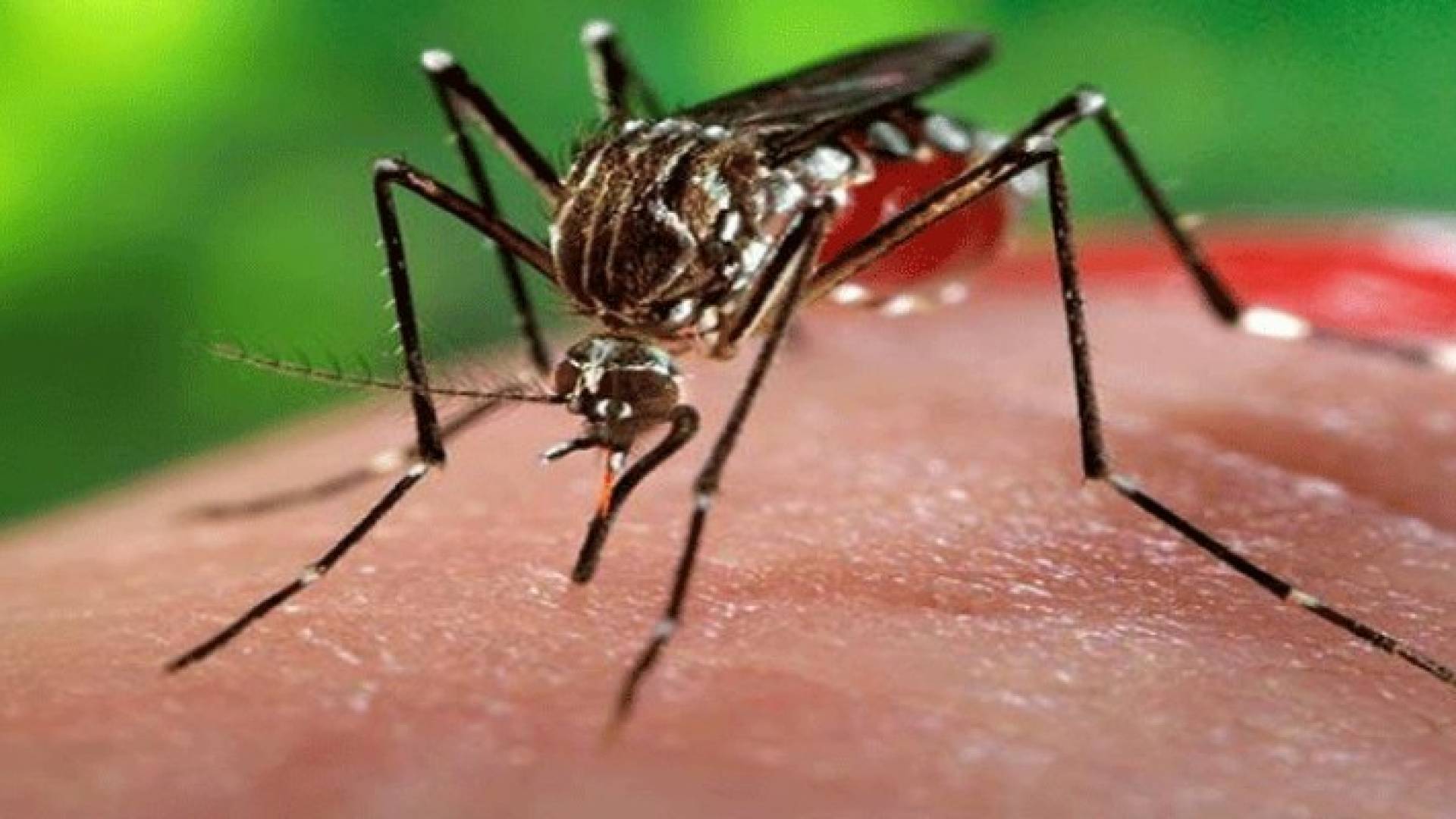 نصيحة بتأجيل الحمل بسبب "زيكا"