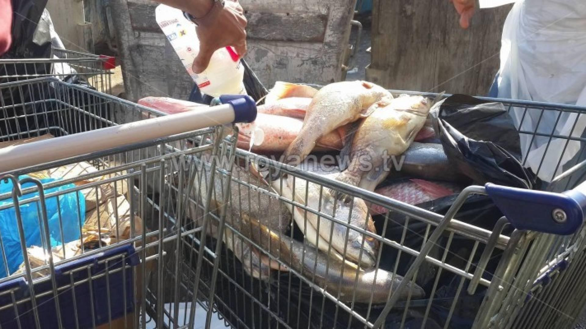 اتلاف 300 كيلو من السمك باحد المولات في اربد .. صور