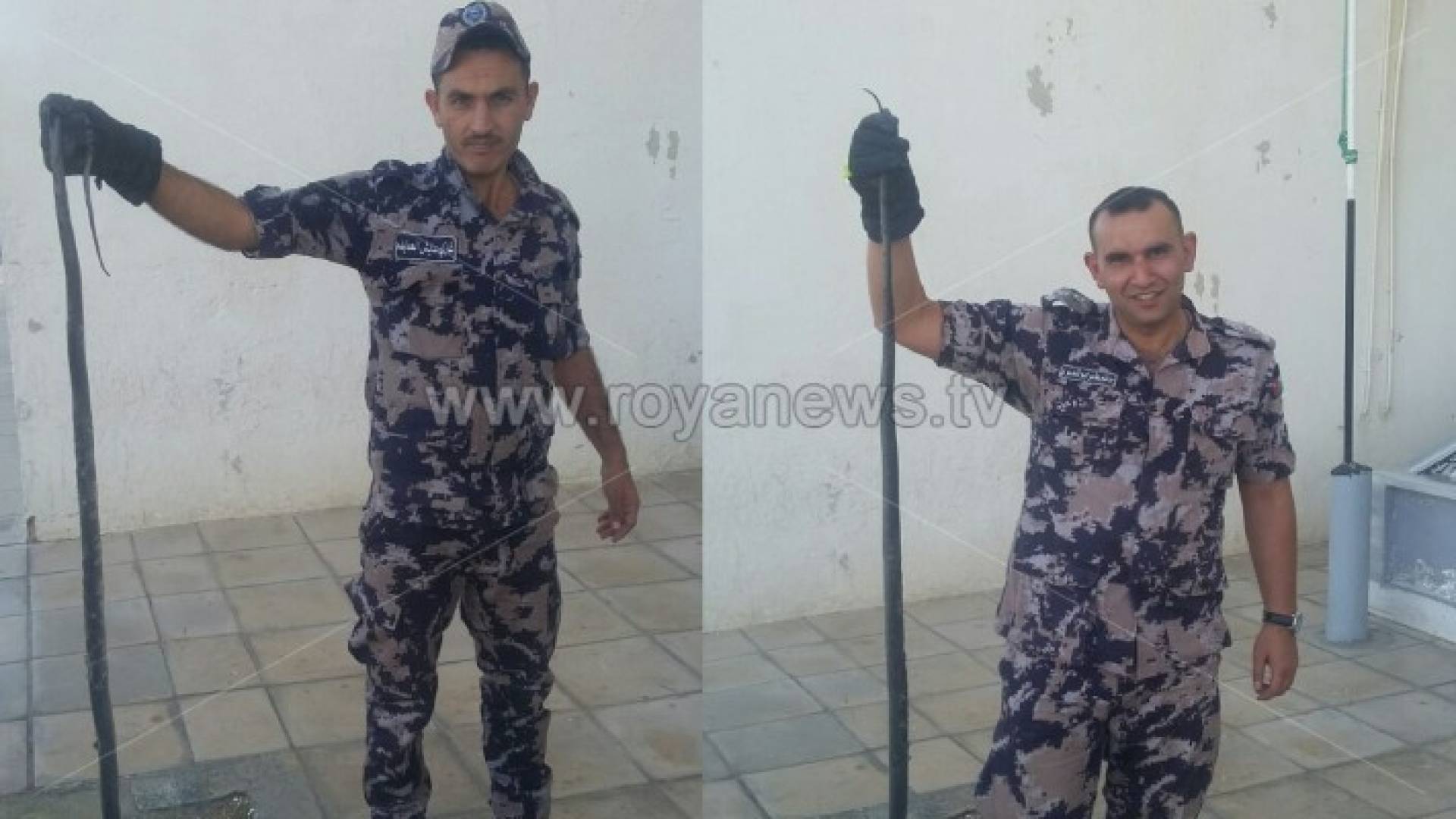 الكرك: ثعبان داخل غرفة الضيوف ..صور