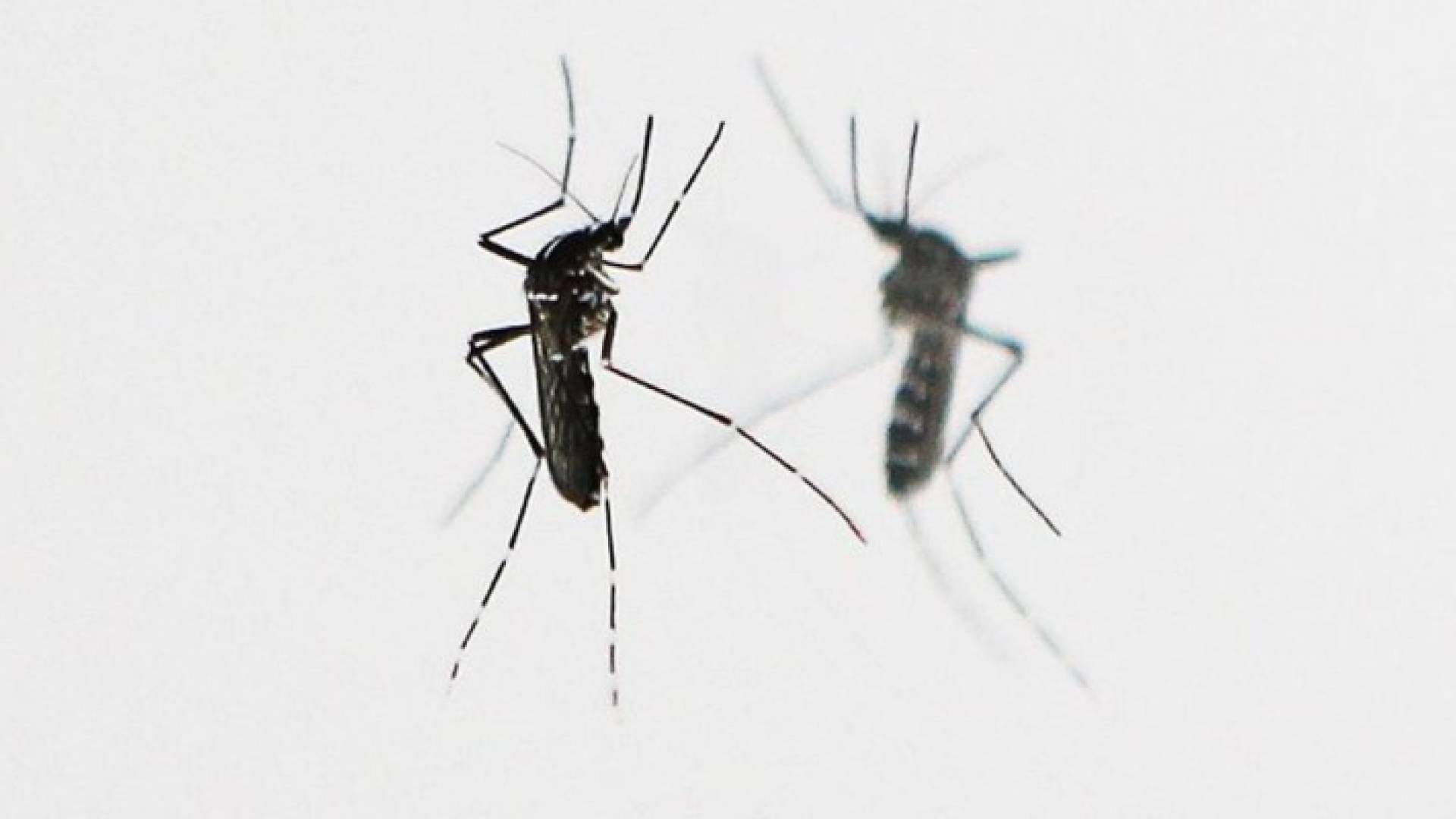 بعوض "زيكا" منتشر في غالبية الولايات الأميركية