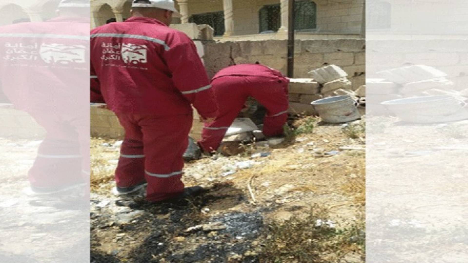 أمانة عمان تباشر حملات ليلية لمكافحة ناقلات الأمراض