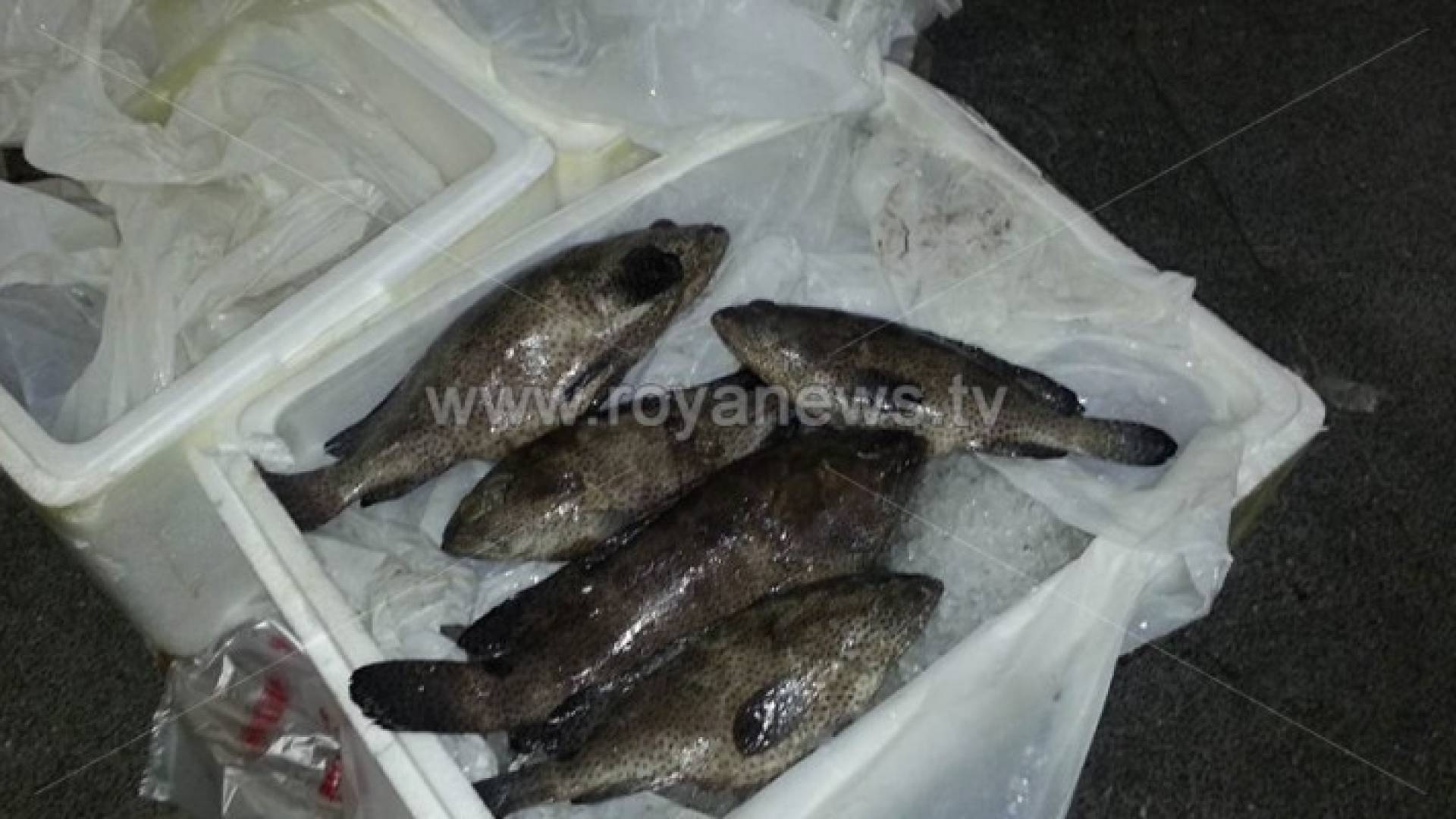 اربد: إتلاف 90 كيلو من الاسماك و 150 كيلو من اللحوم الحمراء ..صور