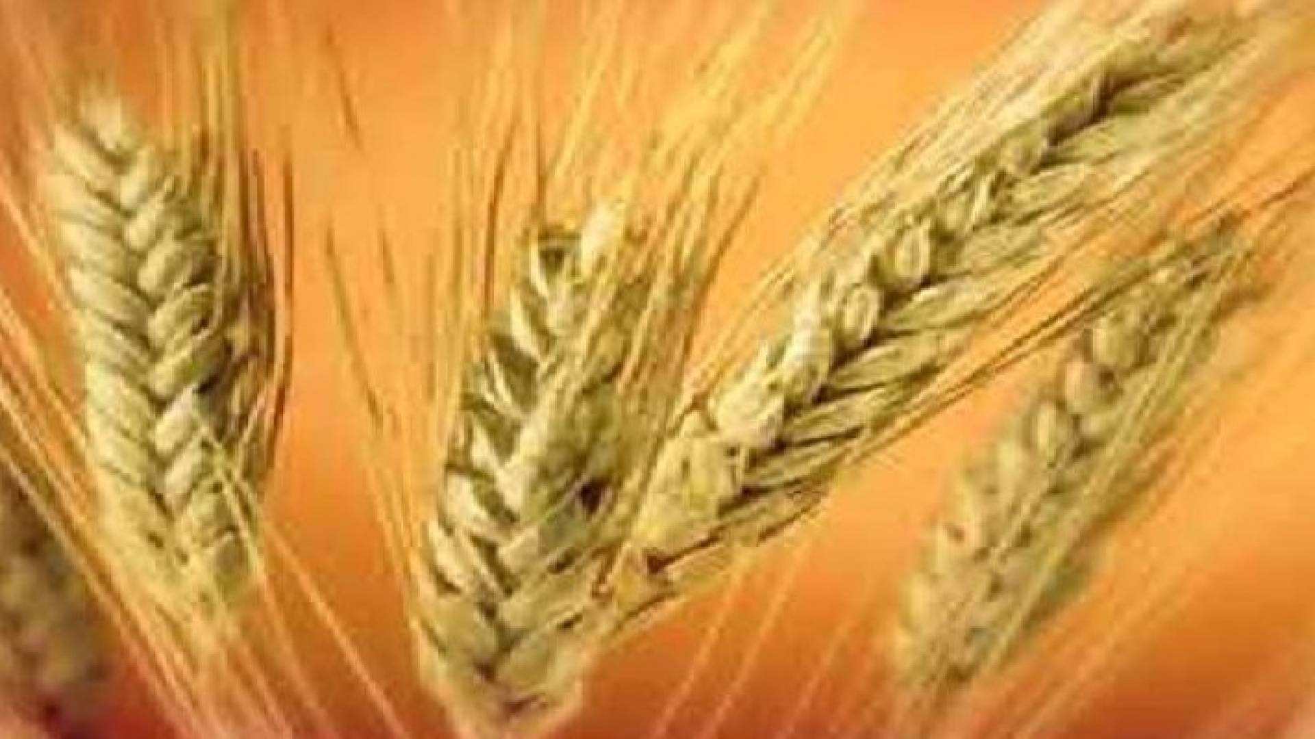 معجنات بروتين الذرة.. بديل آمن لمرضى حساسية القمح