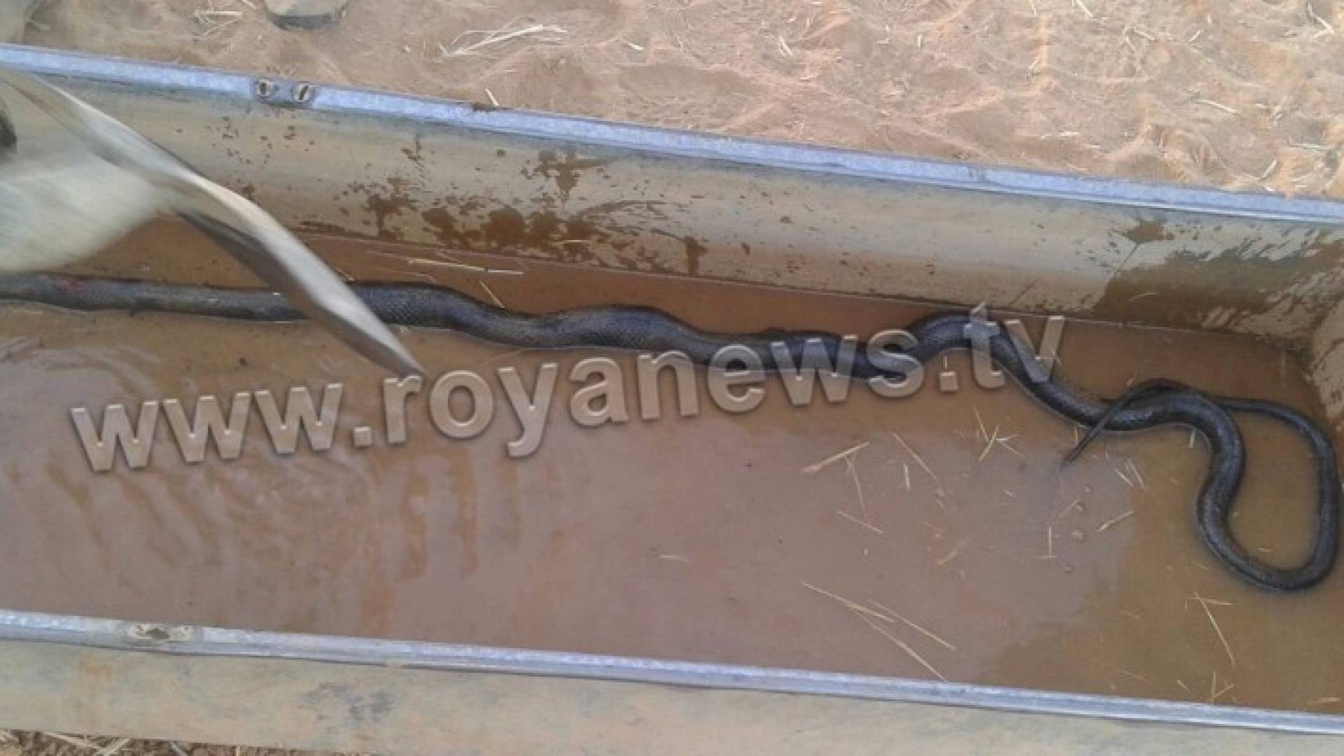 راعي اغنام يقبض على افعى