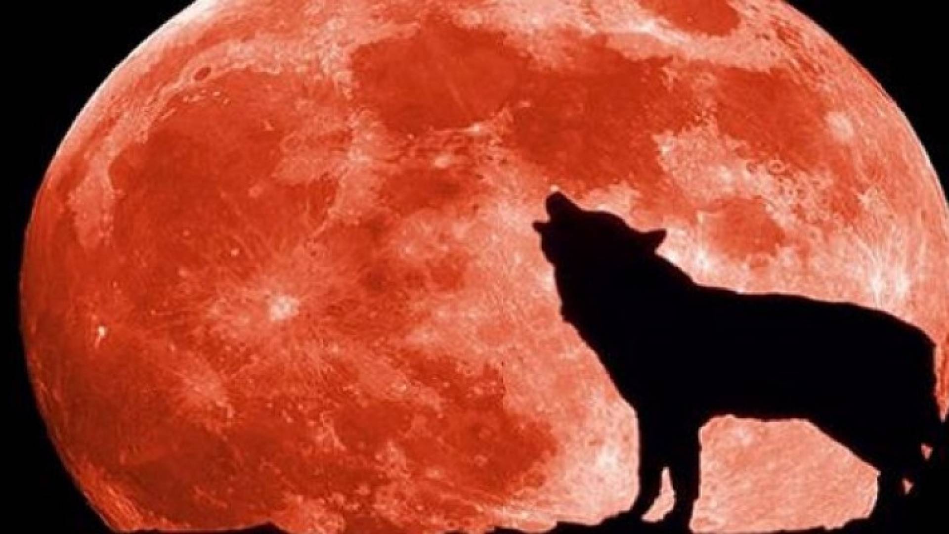 اكتظت مواقع التواصل بنذير نحس مشترك أطلقه "مأساويون" ممن يضعون خيال ذئب مع القمر