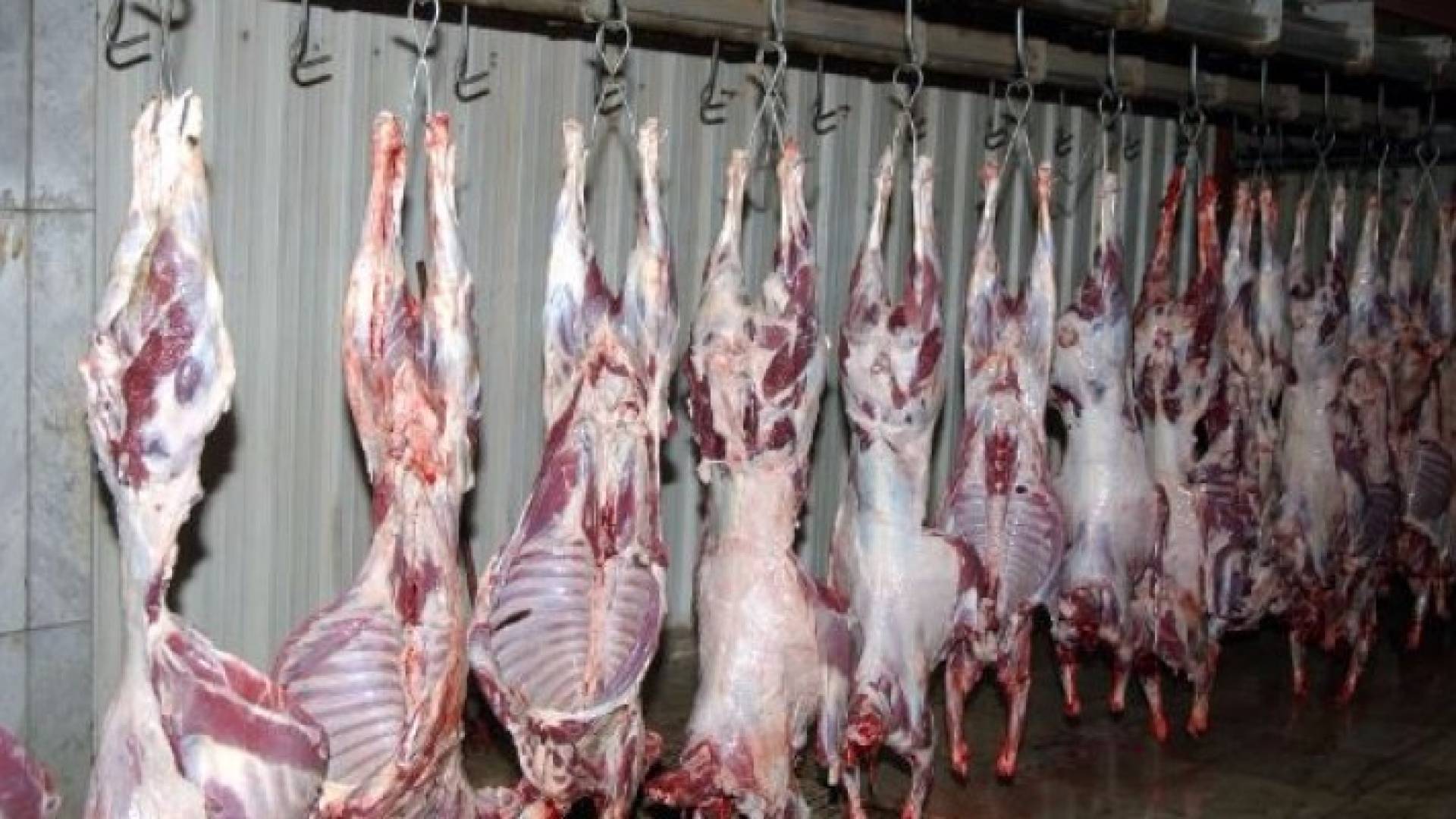 ذبح نحو 12 الف رأس غنم منذ بداية الشهر الجاري