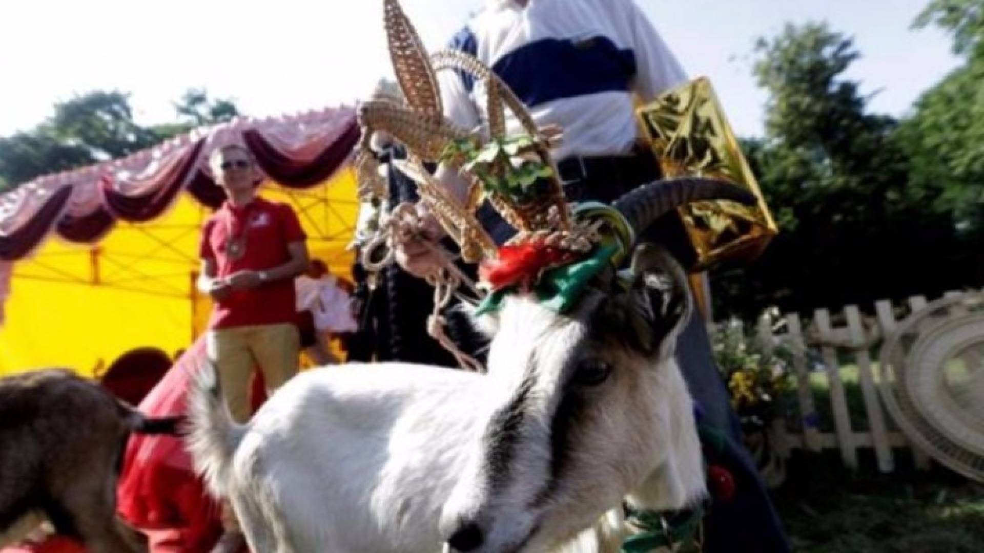 تتويج ملكة جمال الماعز بفوز بالكعك والعسل