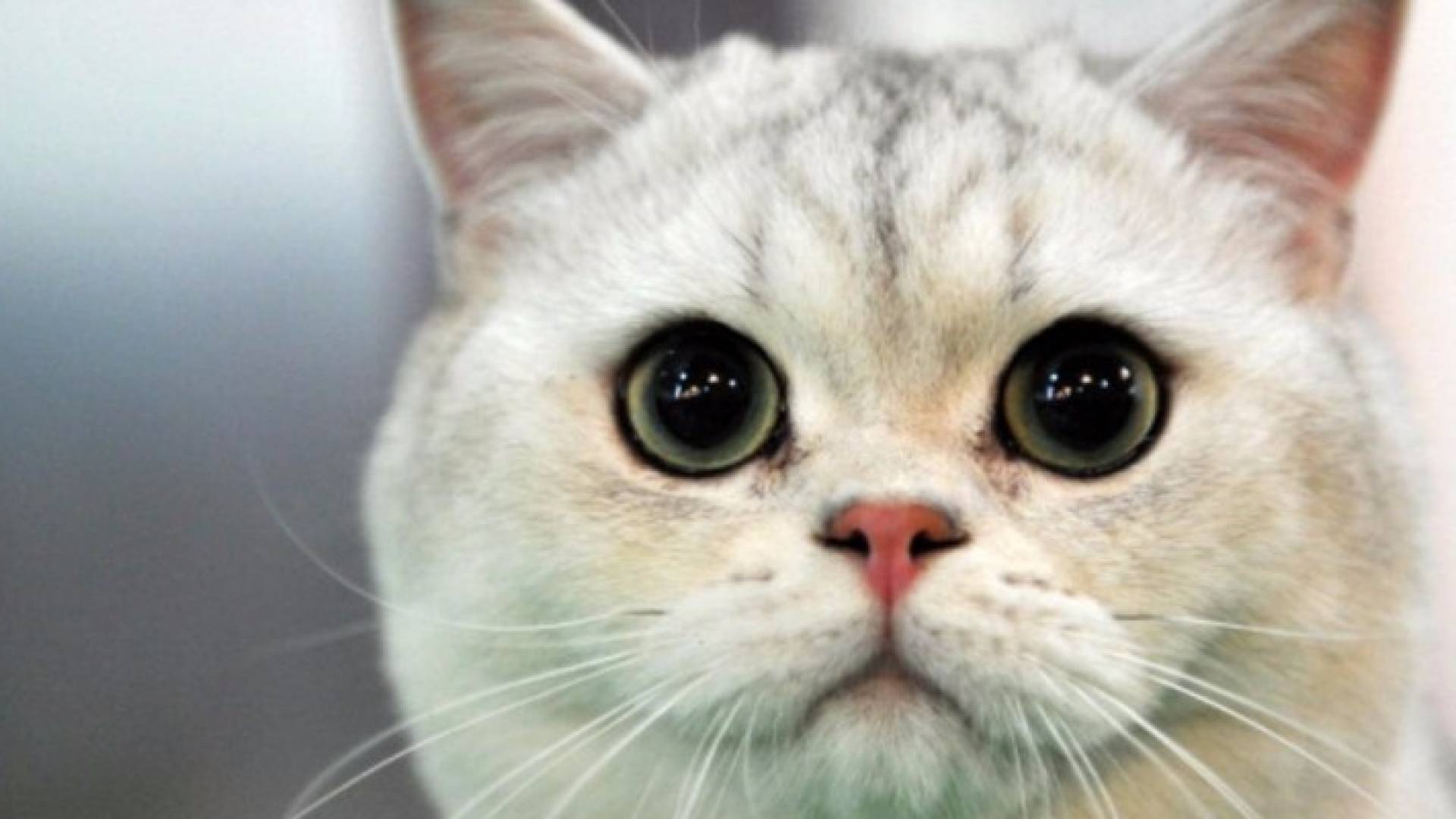 قط "يحتجز" أسرة أميركية في بيتها