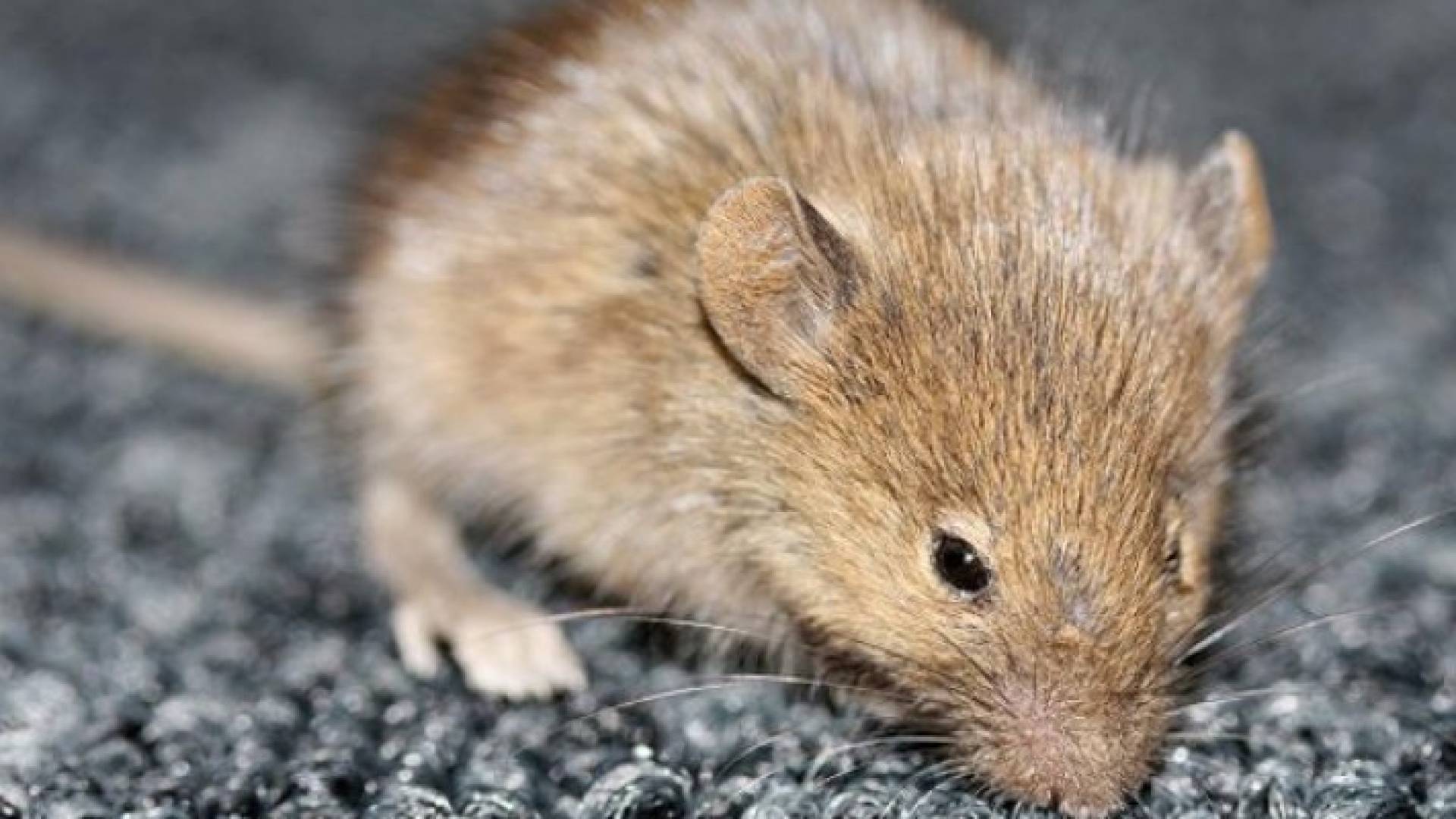 دراسة: فئران معدلة وراثيا للكشف عن المتفجرات والمخدرات