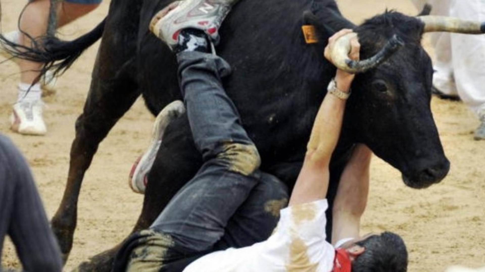  إسباني يمسك بقرني ثور هائج - أرشيفية