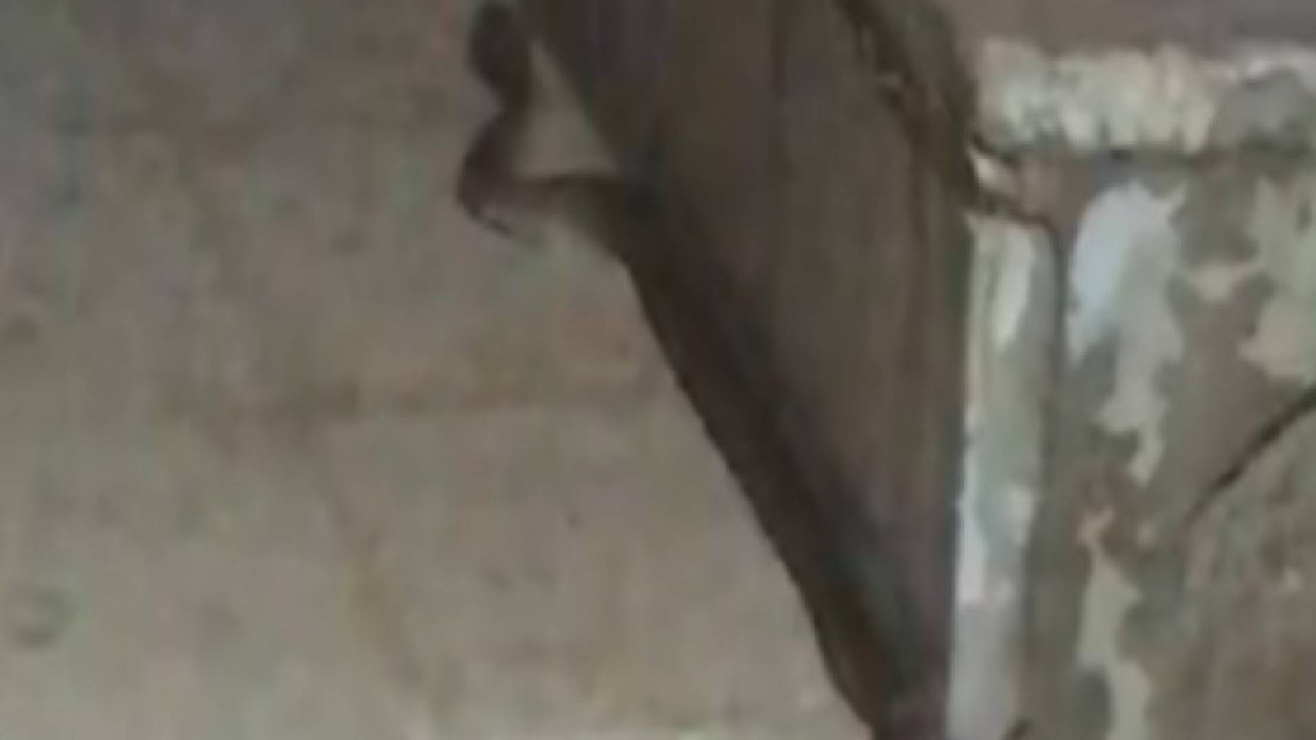 أفعى تعيش مع عائلة كركية منذ ثلاثين عاما