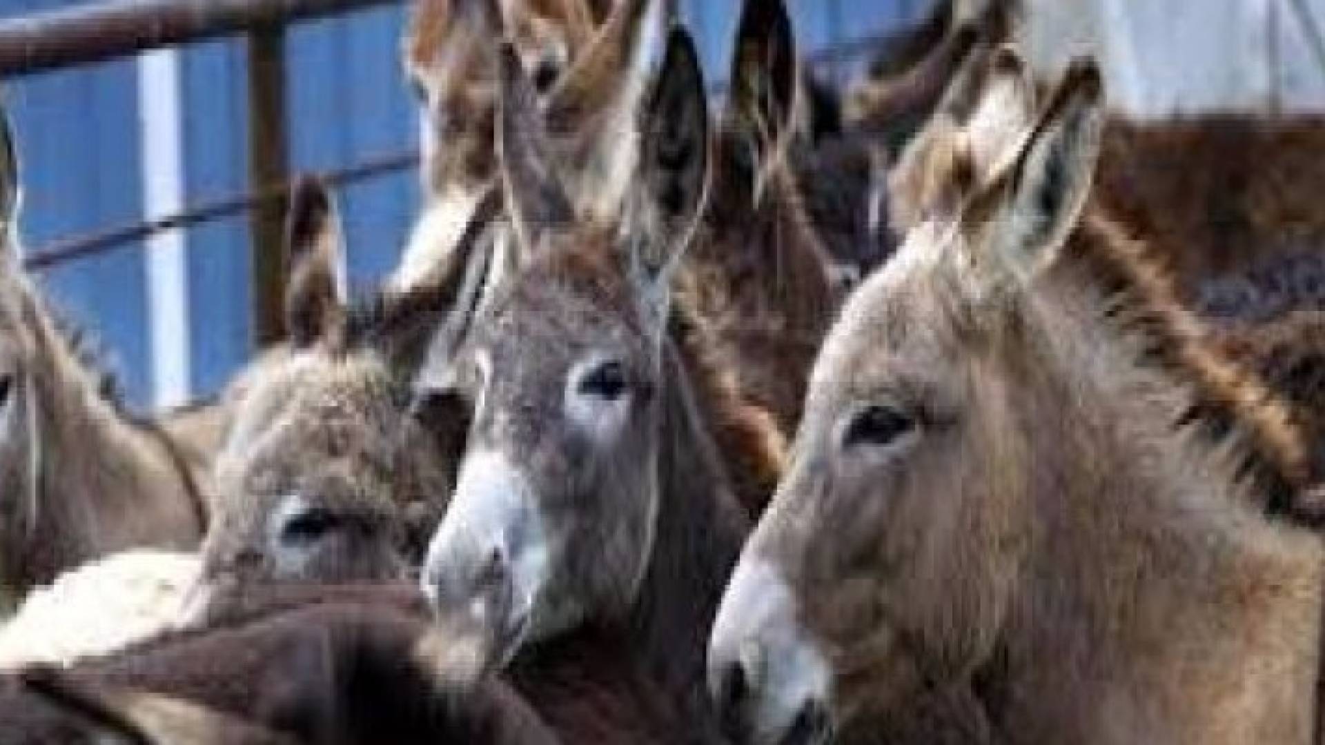 الاحتلال يعتقل 40 حمارا