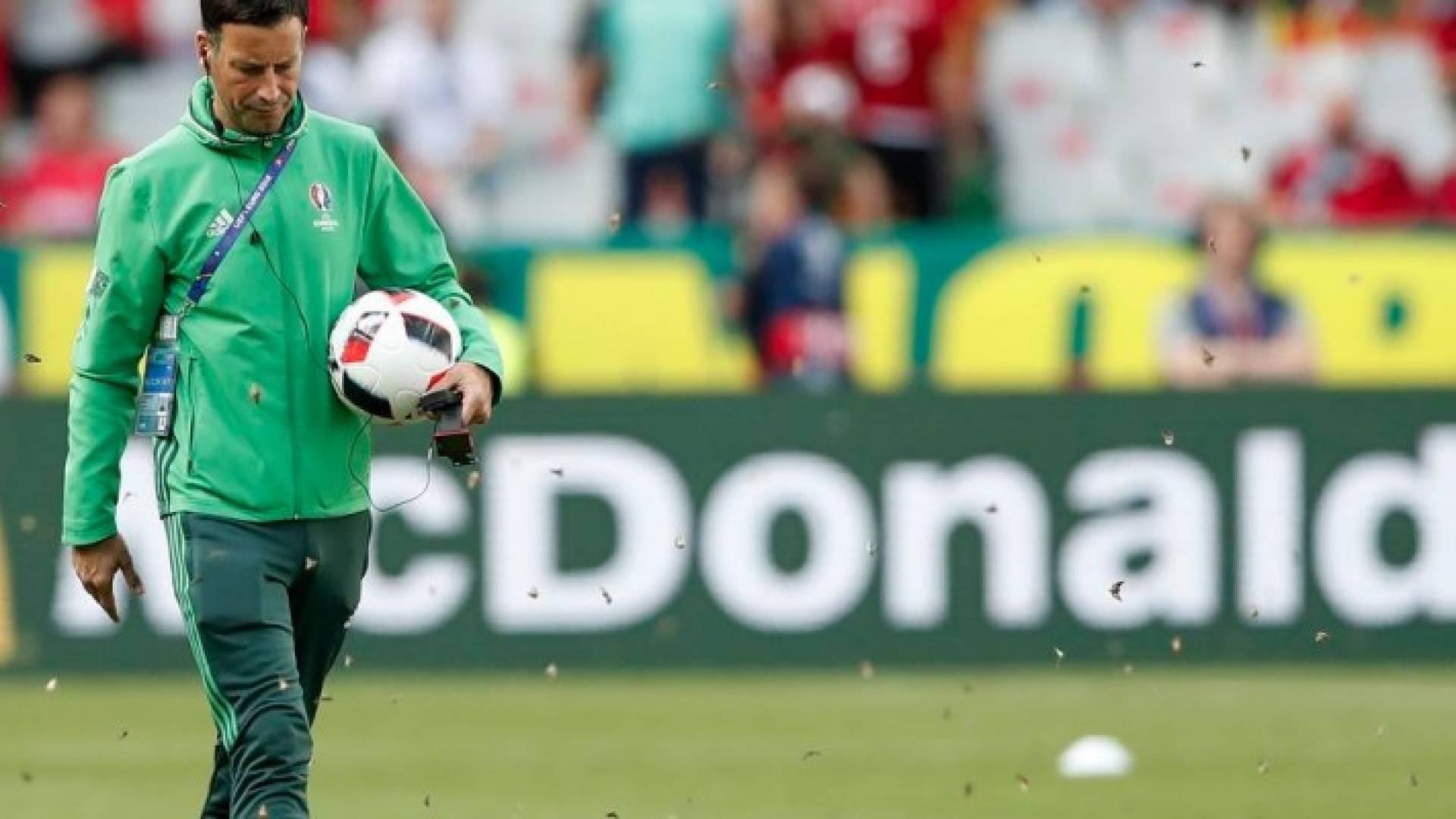 ما سر غزو أسراب الفراش لنهائي أمم أوروبا؟