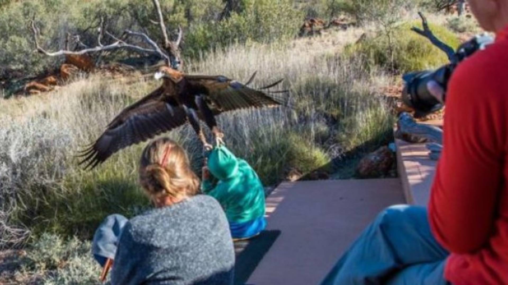 نسر يحاول خطف طفل في عرض للحيوانات البرية في متنزه في أستراليا