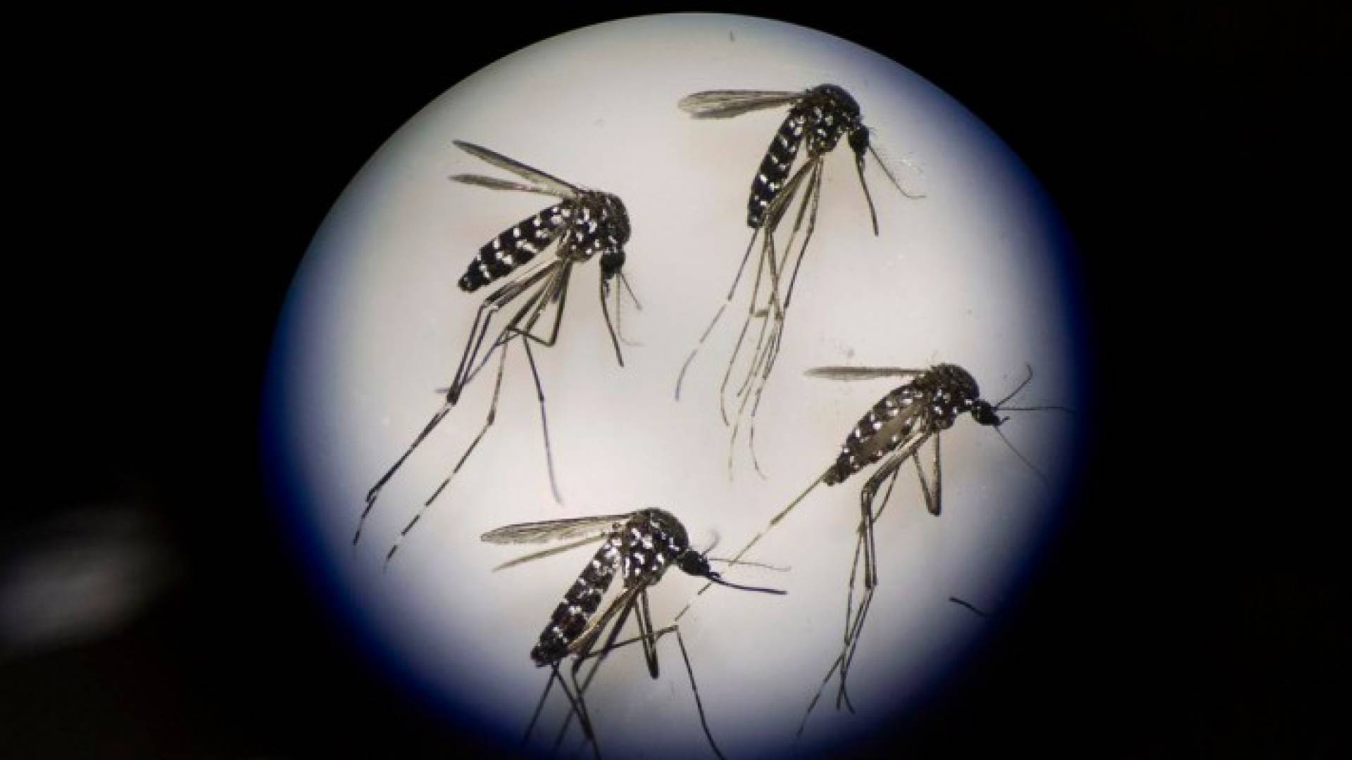 توقعات بانتهاء عدوى فيروس زيكا خلال عامين أو ثلاثة