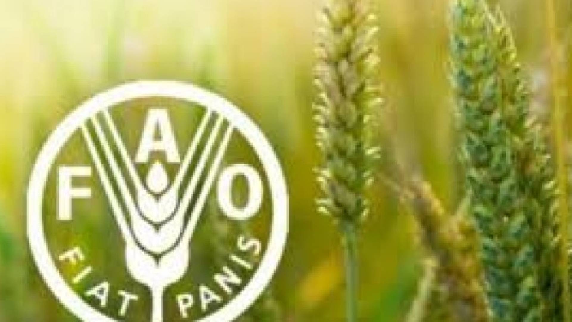 الفاو: أسعار الغذاء العالمية تسجل أكبر ارتفاع شهري خلال اربع سنوات