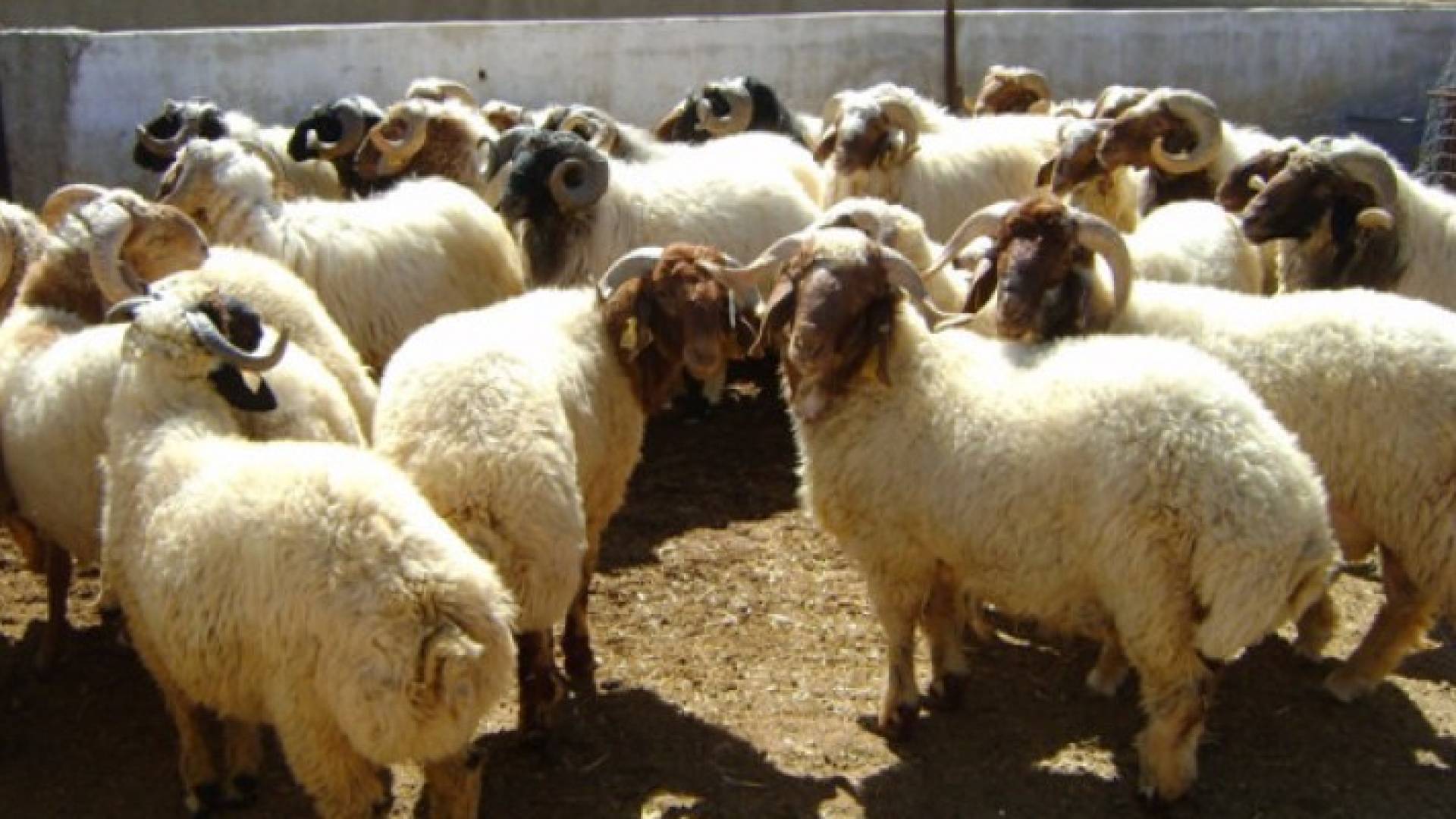 الزراعة تنفي اصابة اغنام بالطاعون