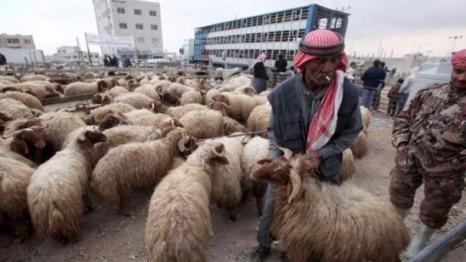 الأردن يصدر 295 ألف خروف للخليج