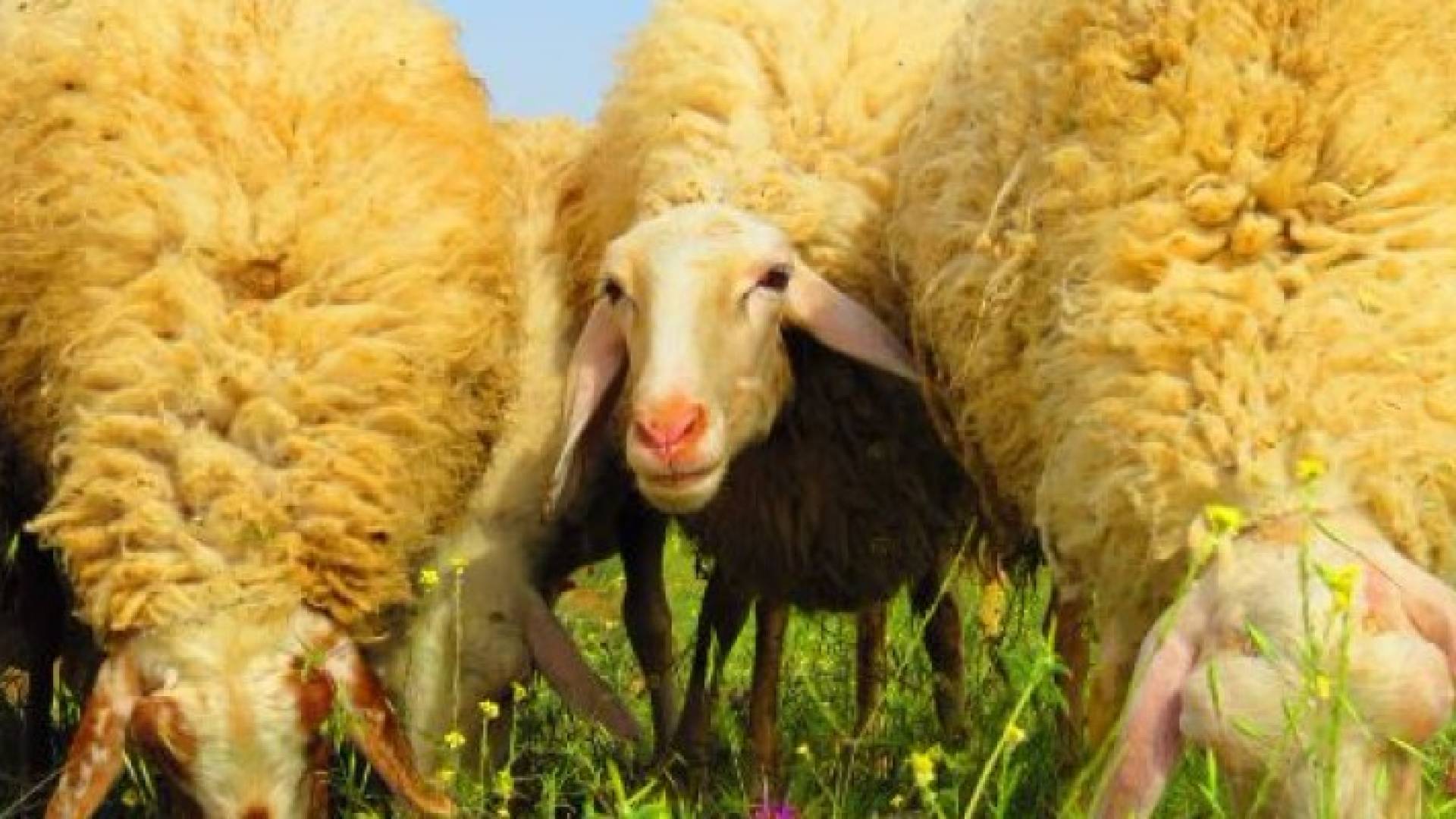 الزراعة تنفي إصابة أغنام بالطاعون