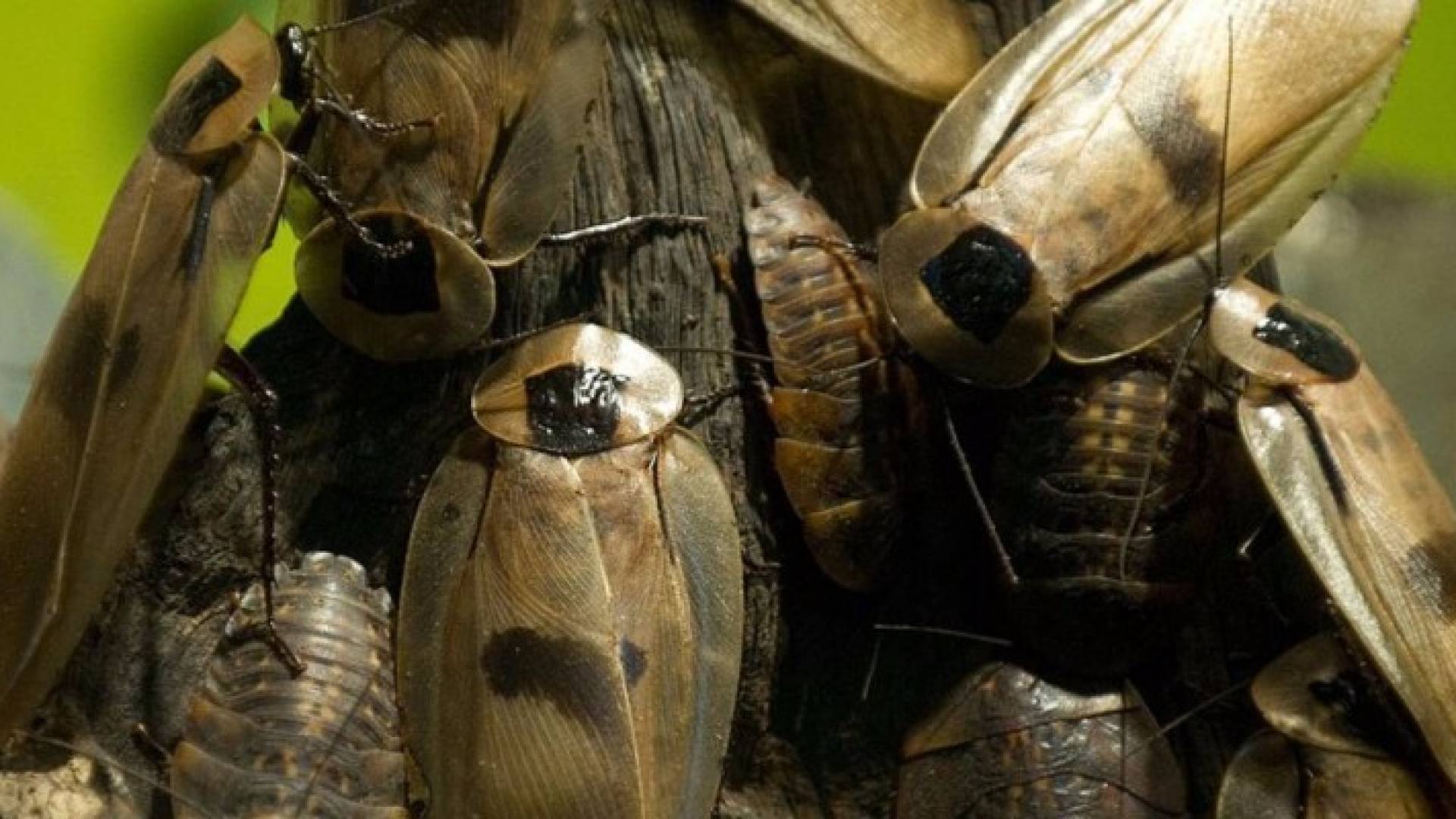 "حليب" الصراصير قد يصبح غذاء صحيا في المستقبل