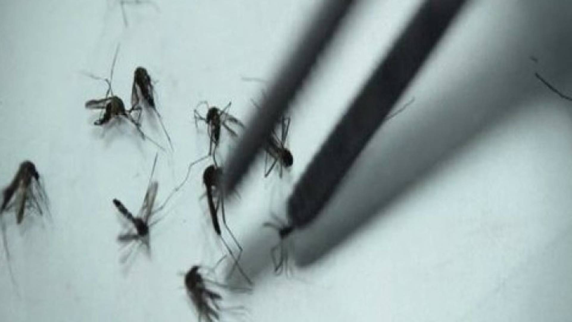 مسؤول أمريكي يتوقع انتقالا أكبر لفيروس زيكا