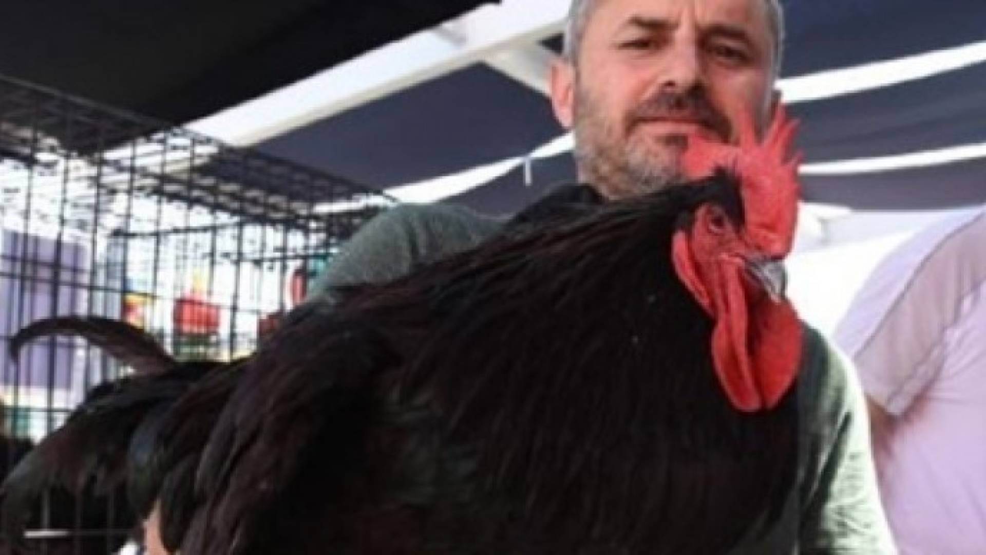 5 آلاف دولار ثمنا للديك الواحد في أحد معارض طيور الزينة بتركيا
