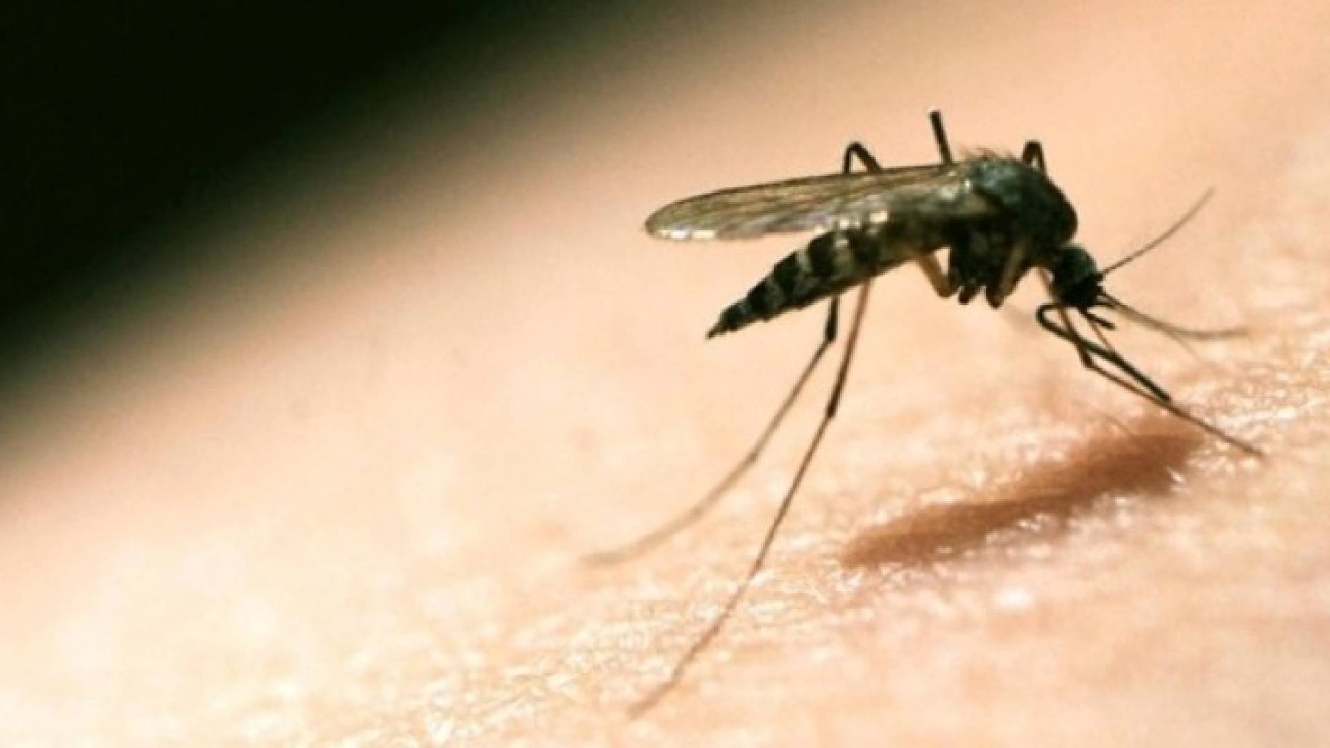 كيف ينقل رحيق النبات عدوى الملاريا؟