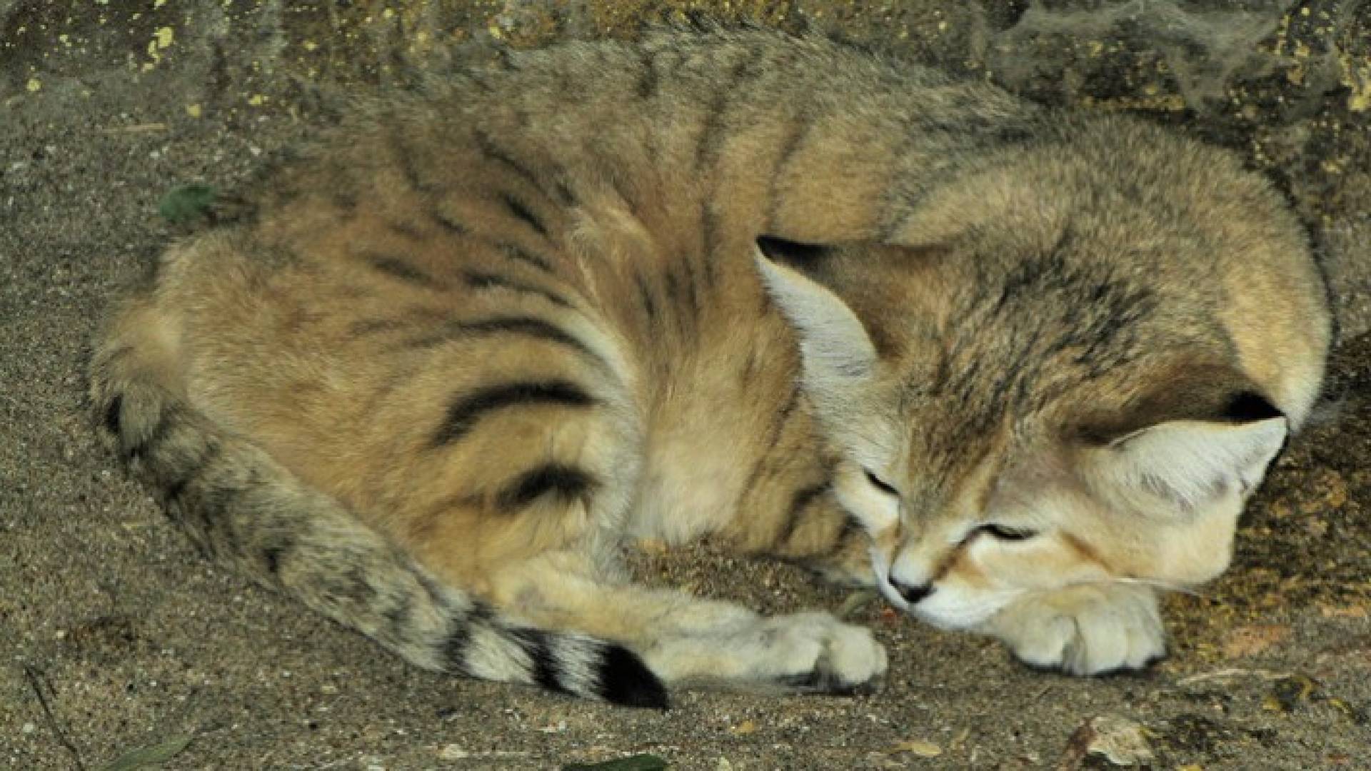 ظهور قط بري عربي نادر في أبوظبي!