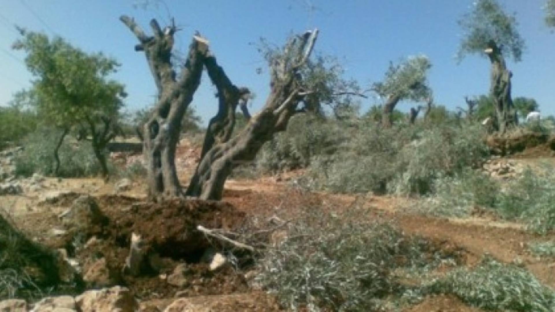 قوات الاحتلال تقتلع 500 شجرة زيتون في سلفيت