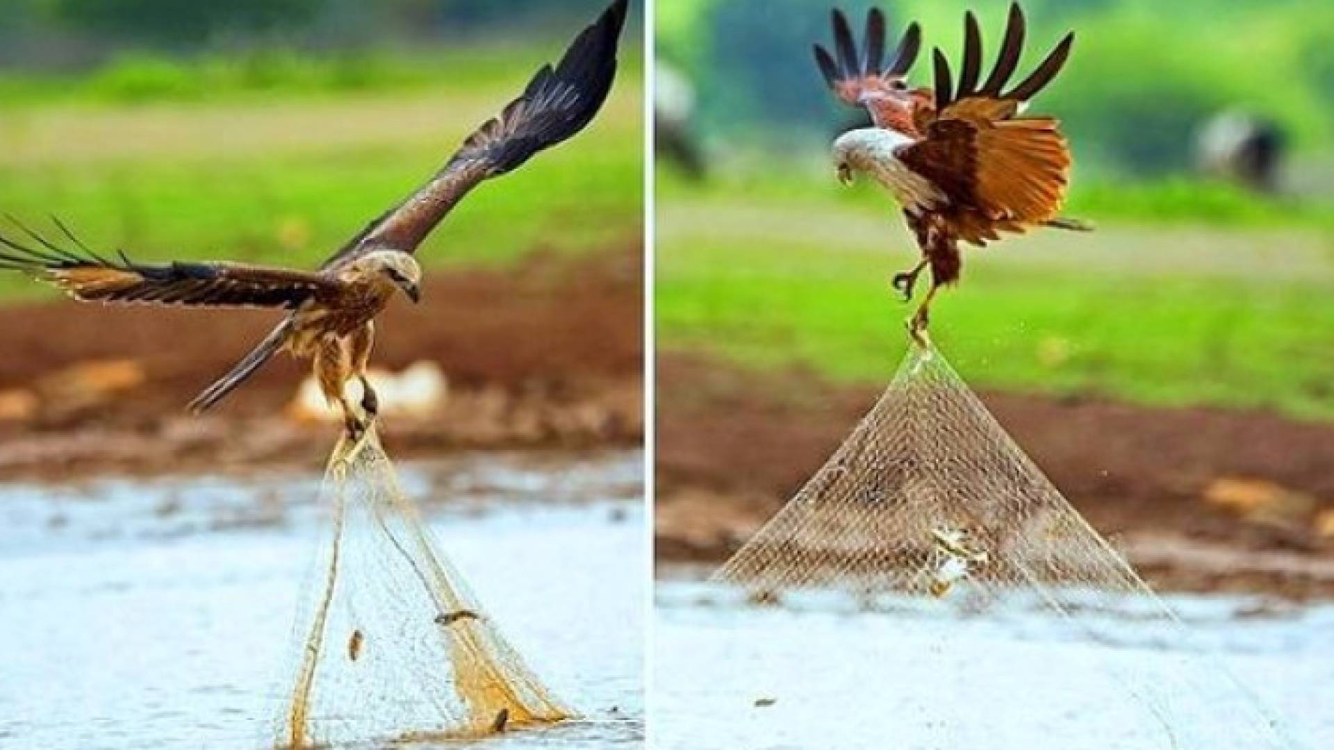 شاهد بالصور الطائر الذي وصفه الرسول بفاسق وهو يسرق سمك الصياد
