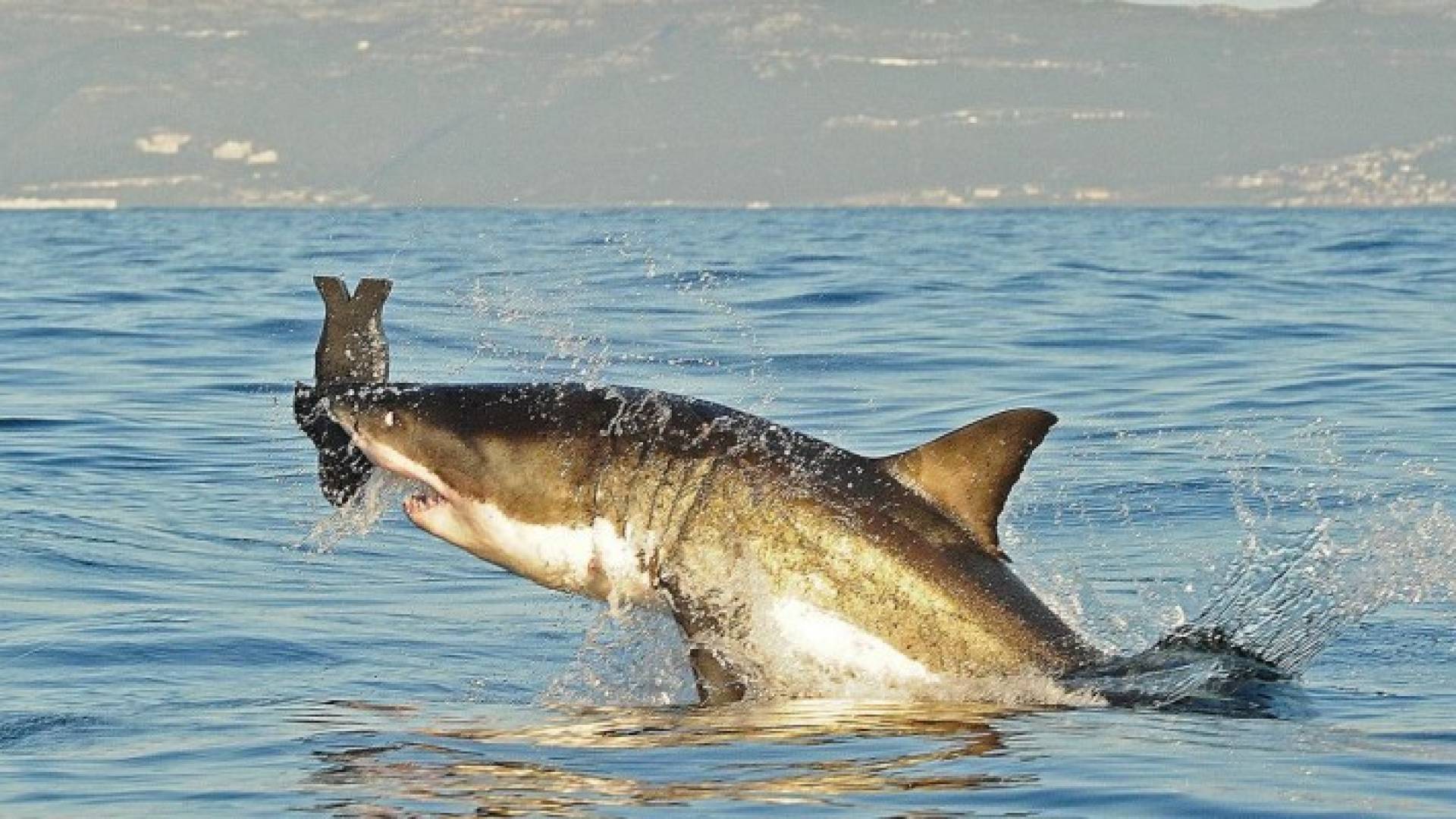 العثور على سمكة قرش عمرها 4 قرون بغرينلاند