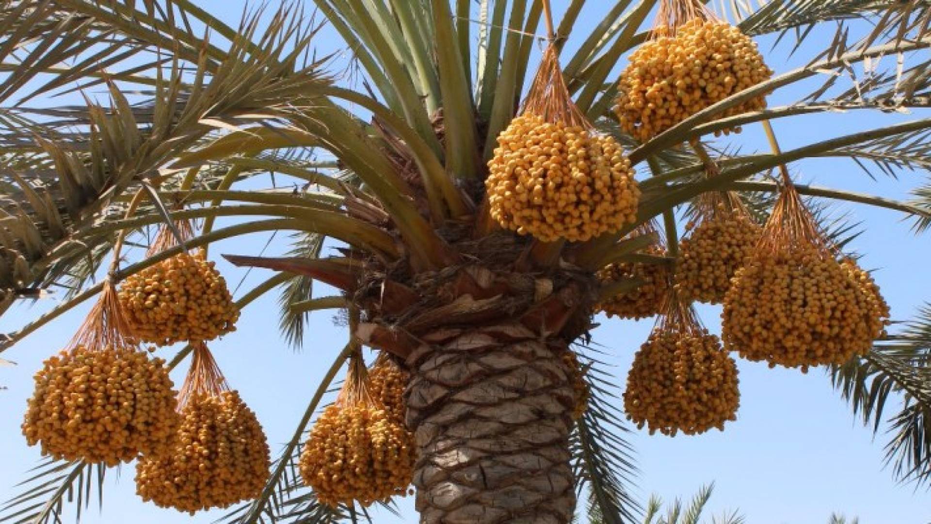 الناصر يبشر بـ " علامة فارقة " في الأغوار الجنوبية