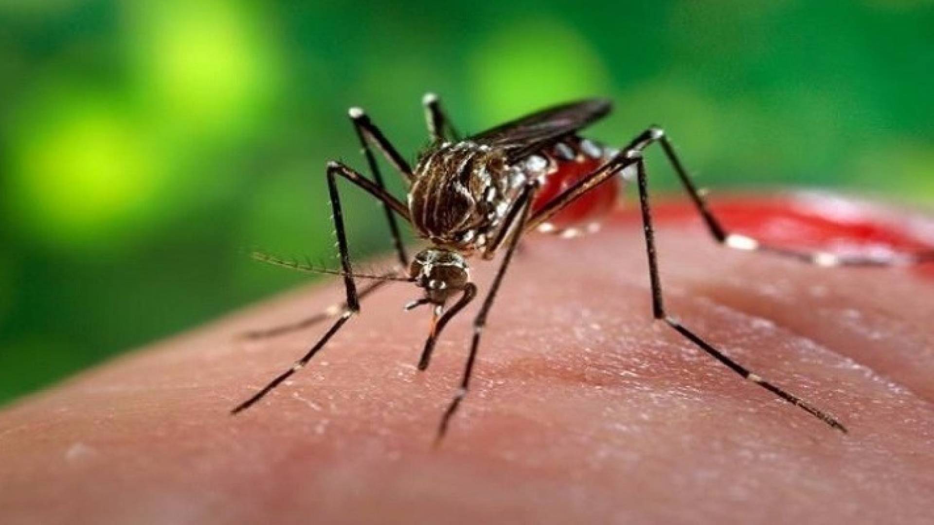 العلماء توصلوا لفصيلة الدم المحببة للبعوض ؟