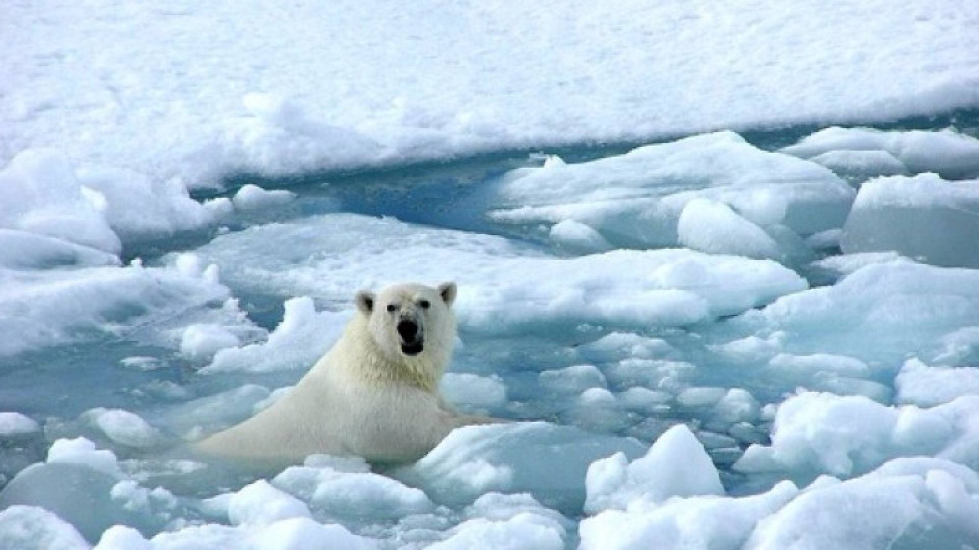 ذوبان الثلوج قد يطلق جحيما من الأمراض .. تفاصيل