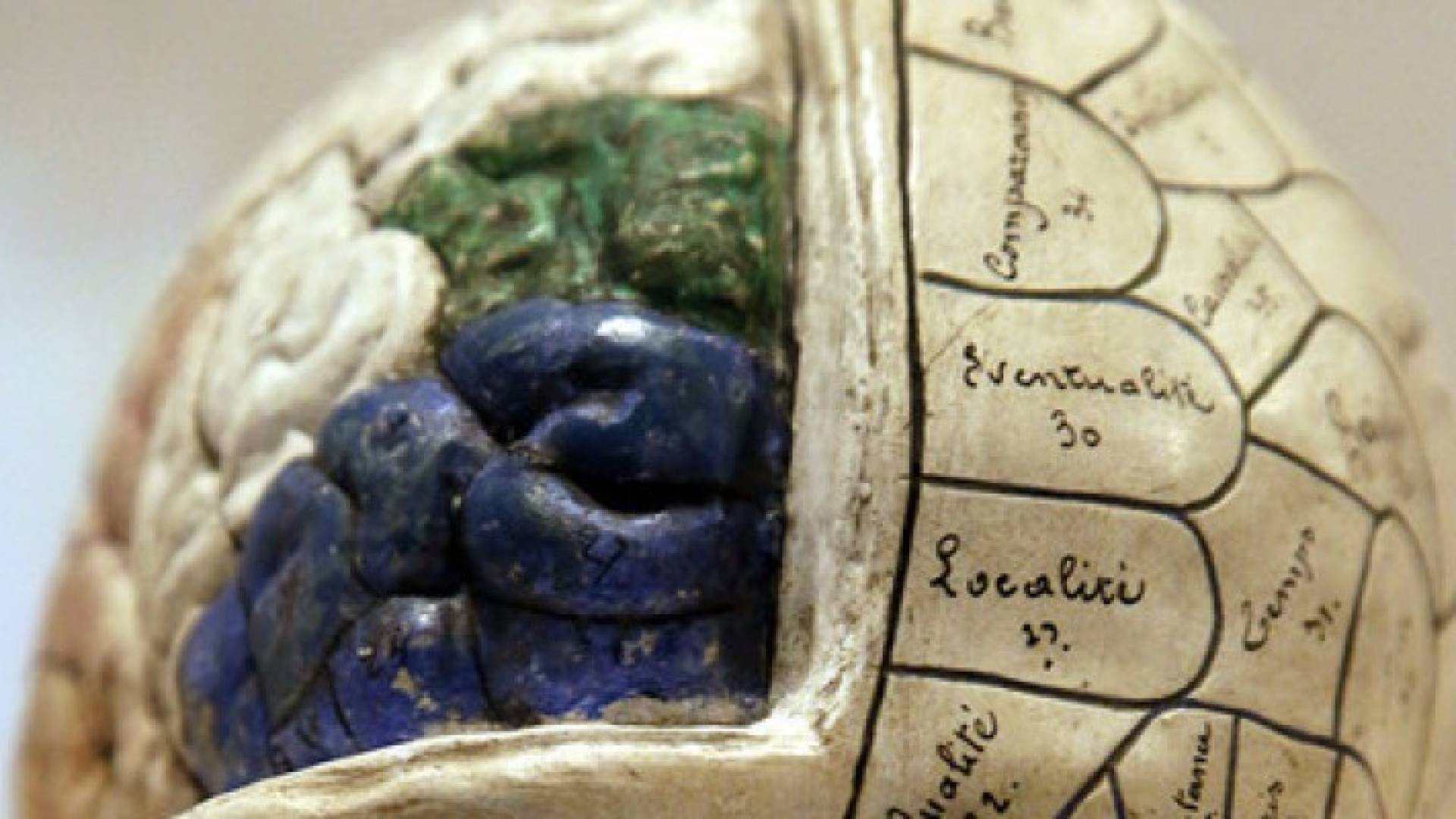 لأول مرة .. الكشف عن مناطق الكرم والإيثار في المخ