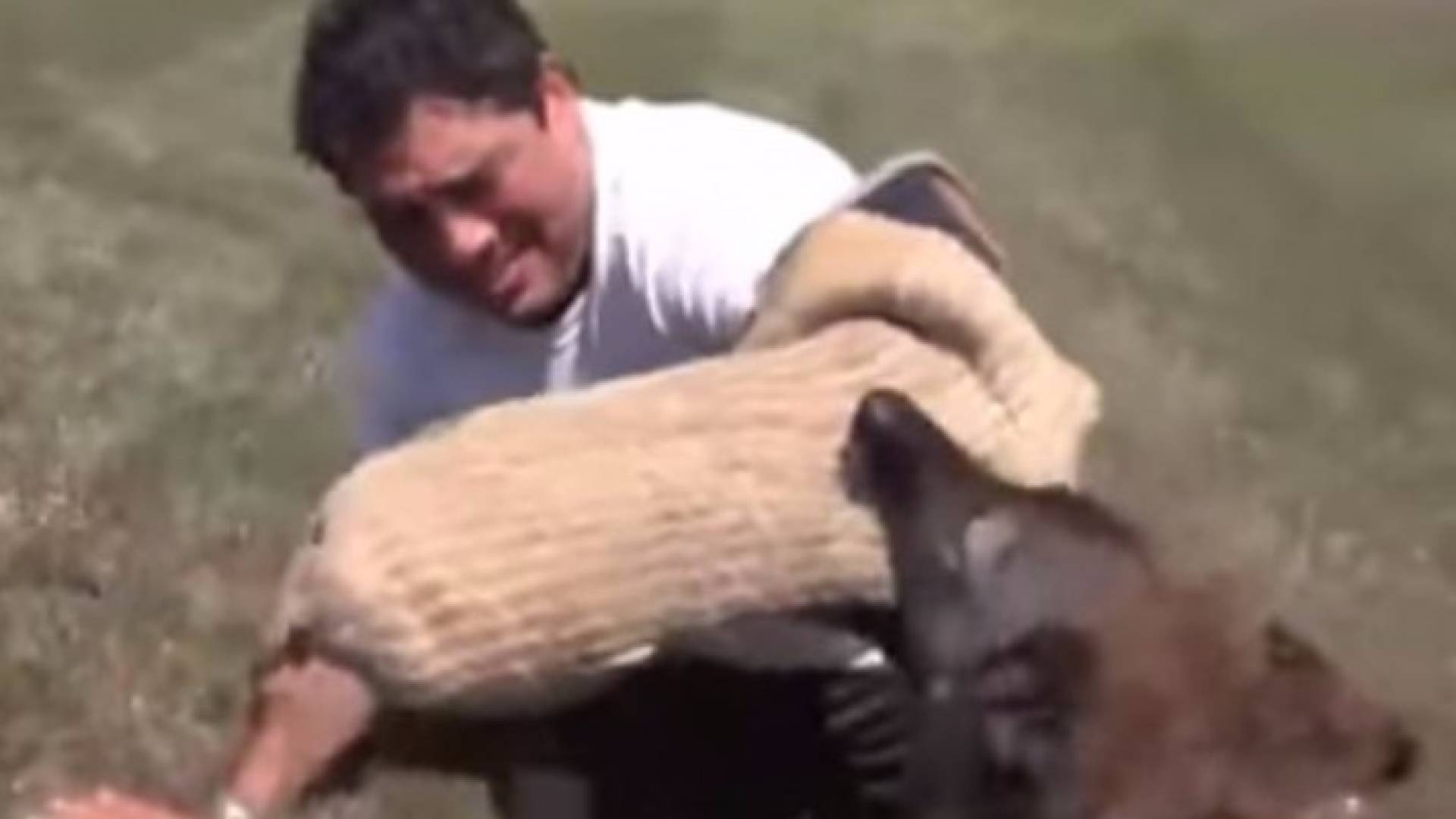 كيف تحمي نفسك من خطر هجوم الكلاب؟