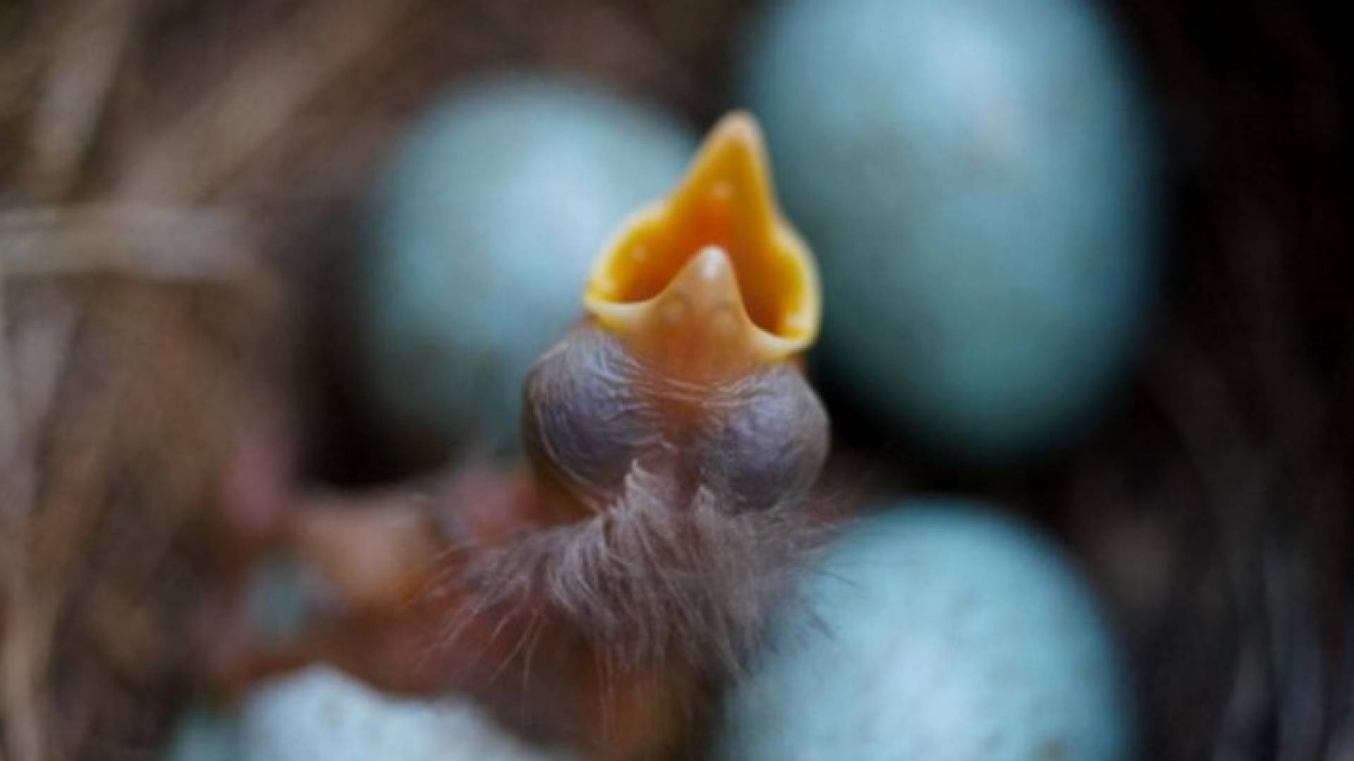 كيف "تتحدث" العصافير مع كتاكيتها قبل فقس البيض ؟