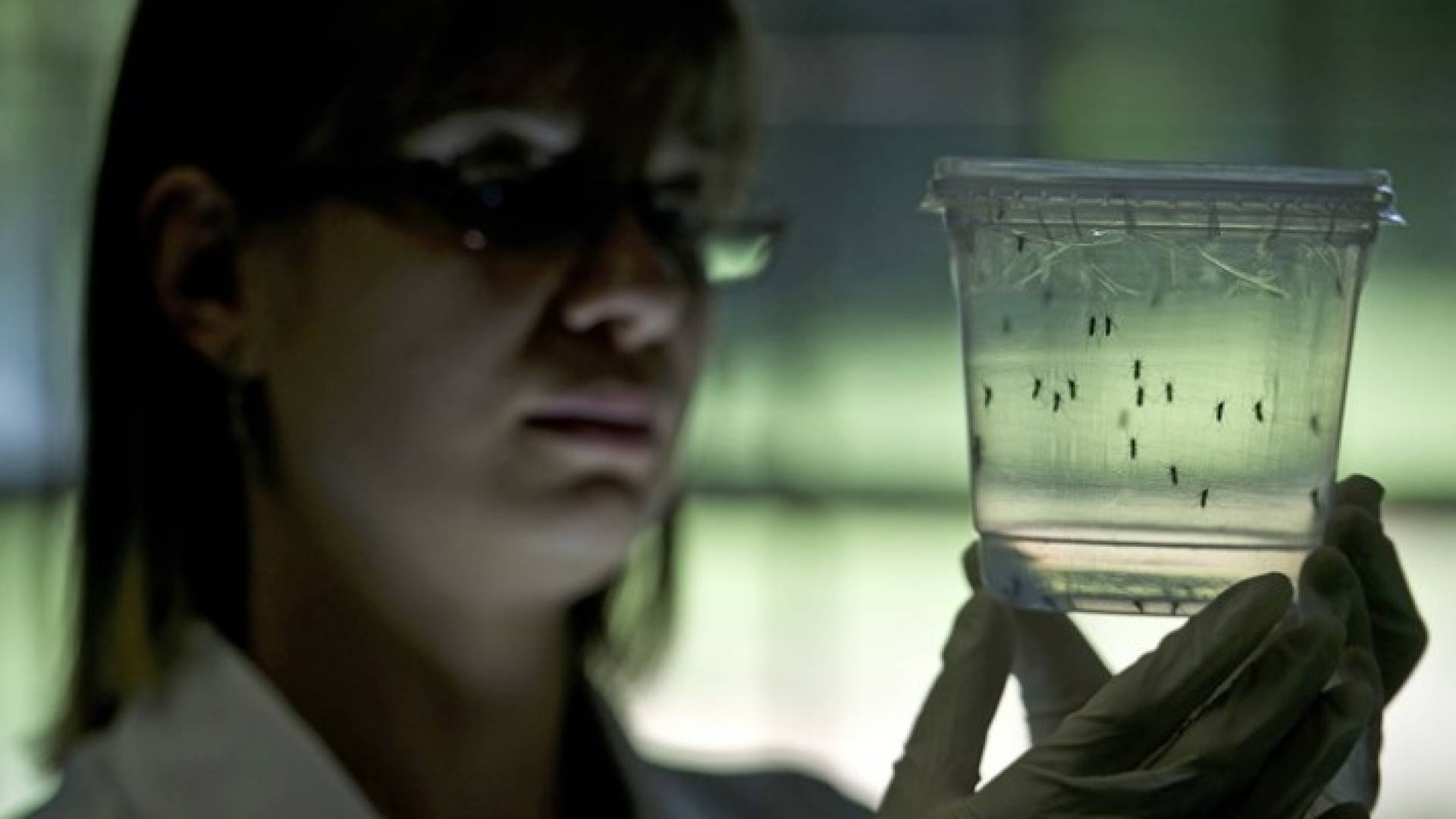 5 إصابات جديدة بفايروس زيكا في ميامي