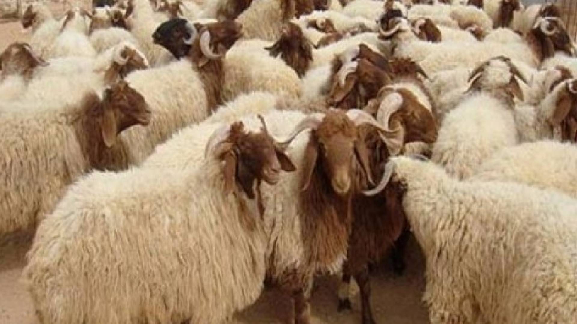 الزراعة: 500 الف أضحية في الاسواق
