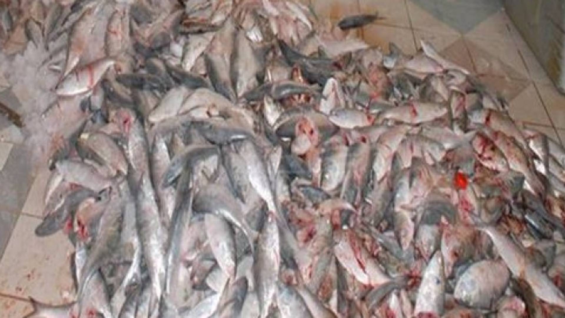 اتلاف 300 كيلو اسماك فاسدة في مستودع بمدينة اربد