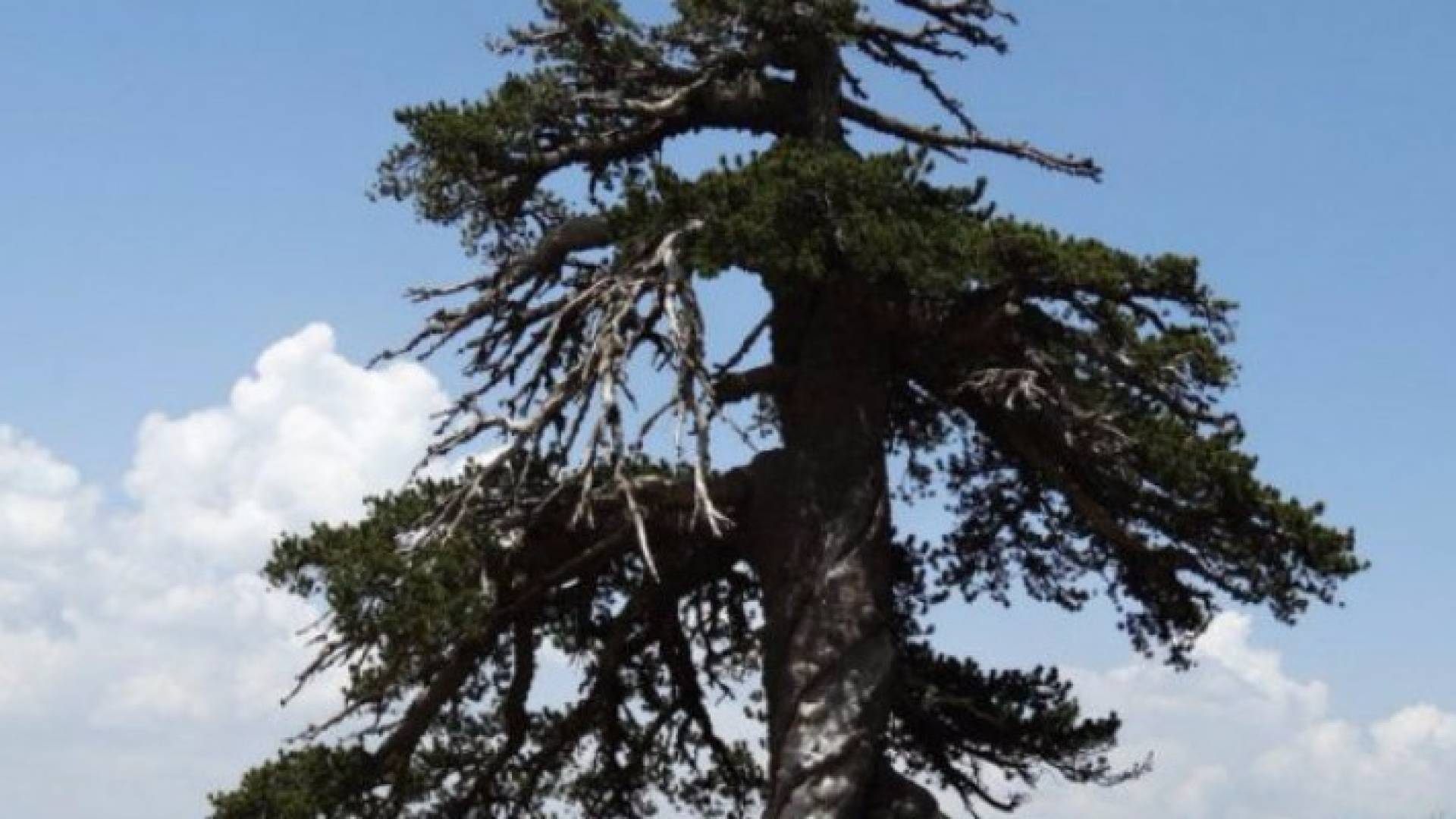 اكتشاف أقدم شجرة في أوروبا وعمرها 1075 عاما