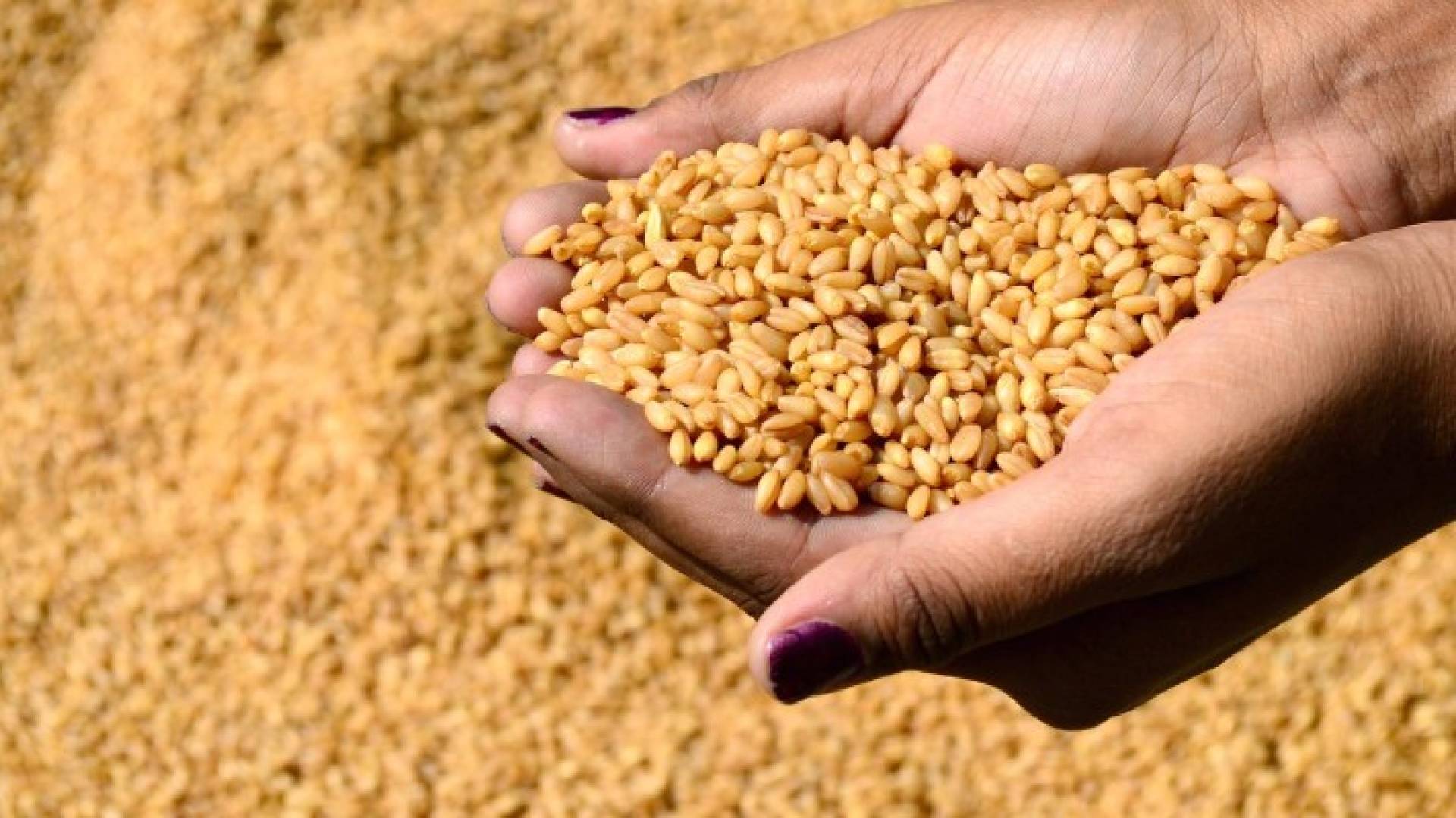 "الزراعة" تتسلم 20 الف طن قمح وشعير