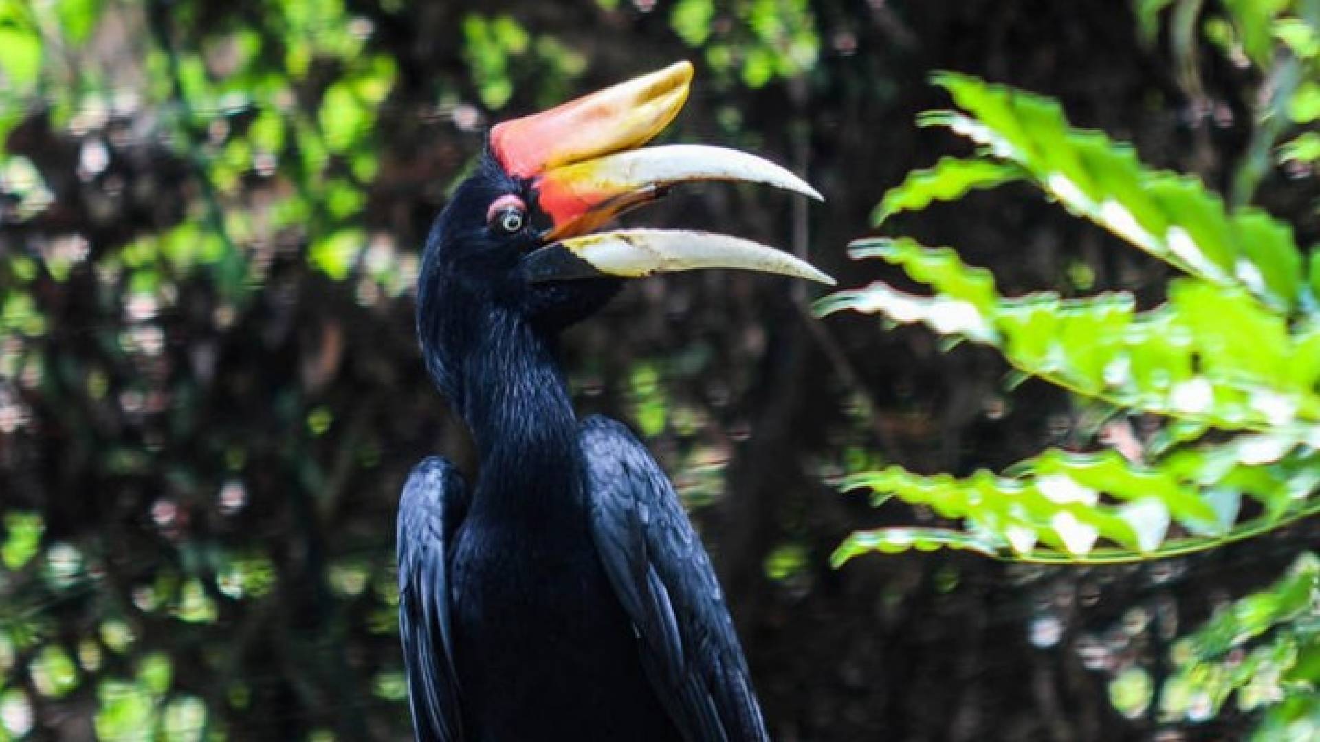 شاهد بالصور أغرب الحيوانات في العالم